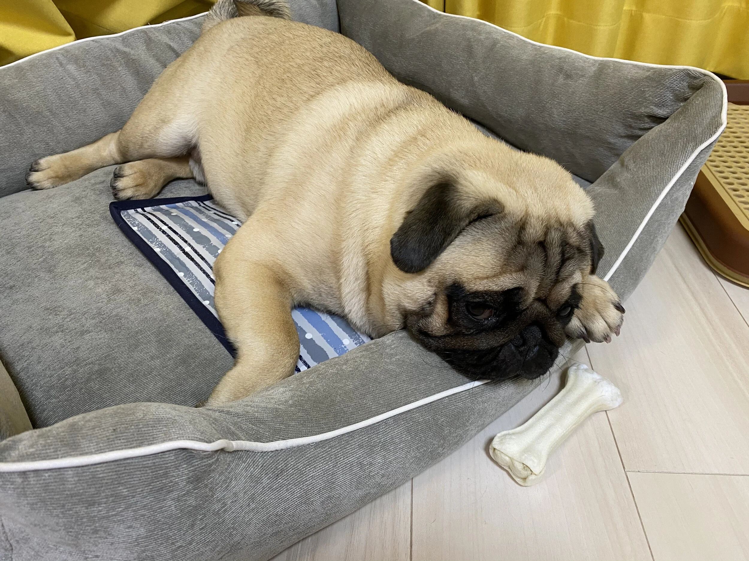 がんばれ、サンちゃん