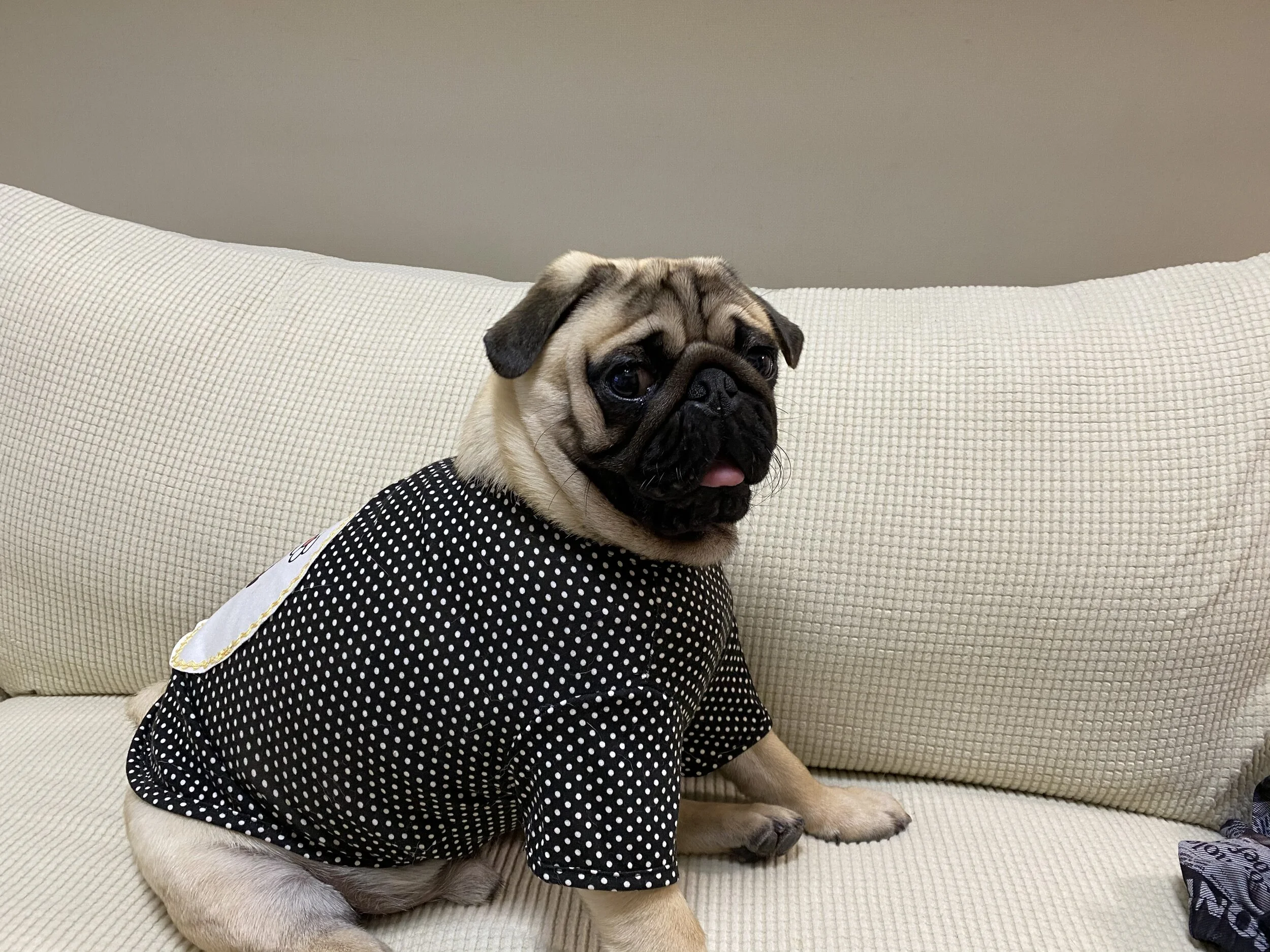 サンちゃん、服を着る