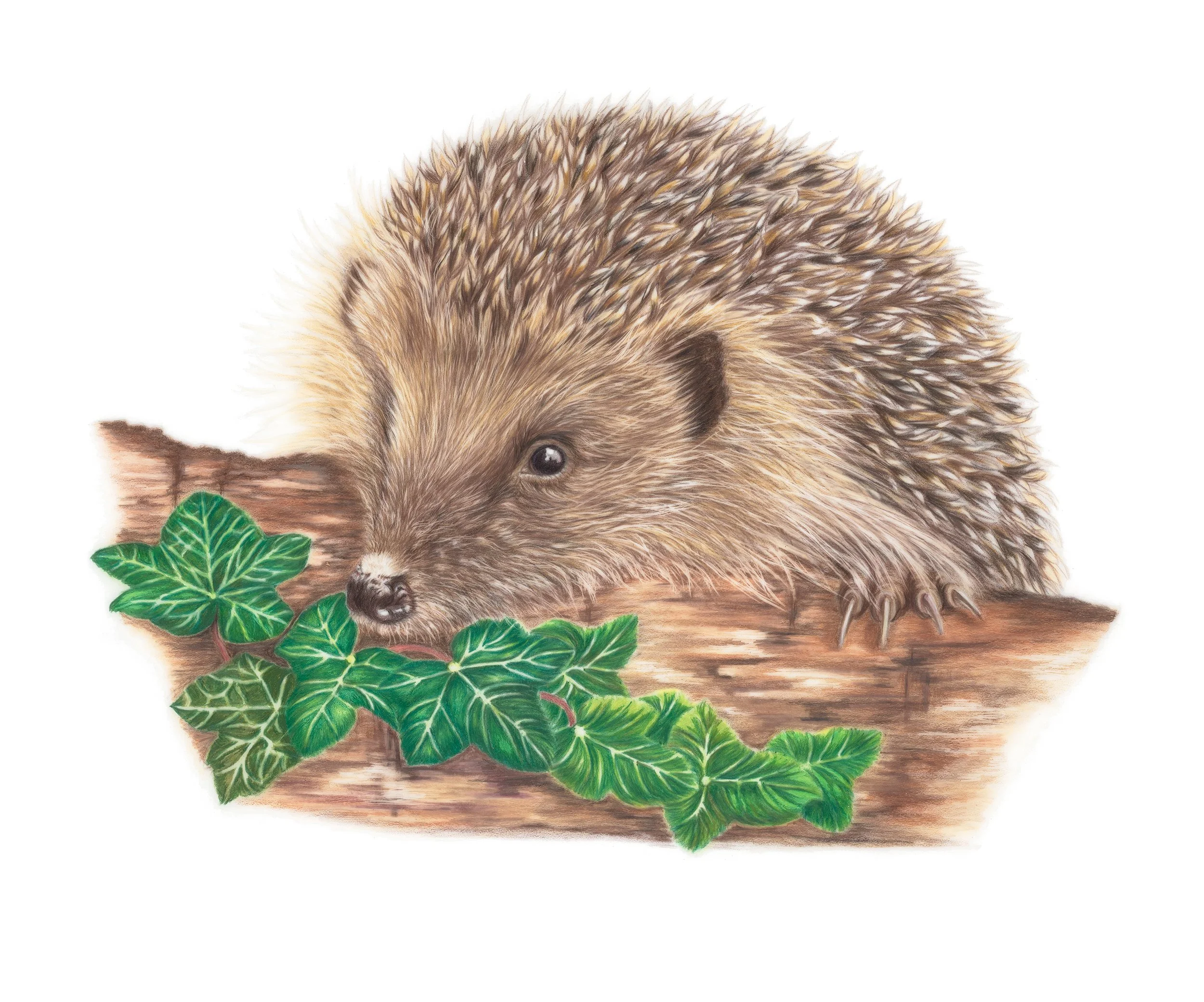 suzanne-lycett-hedgehog-on-a-log.jpg