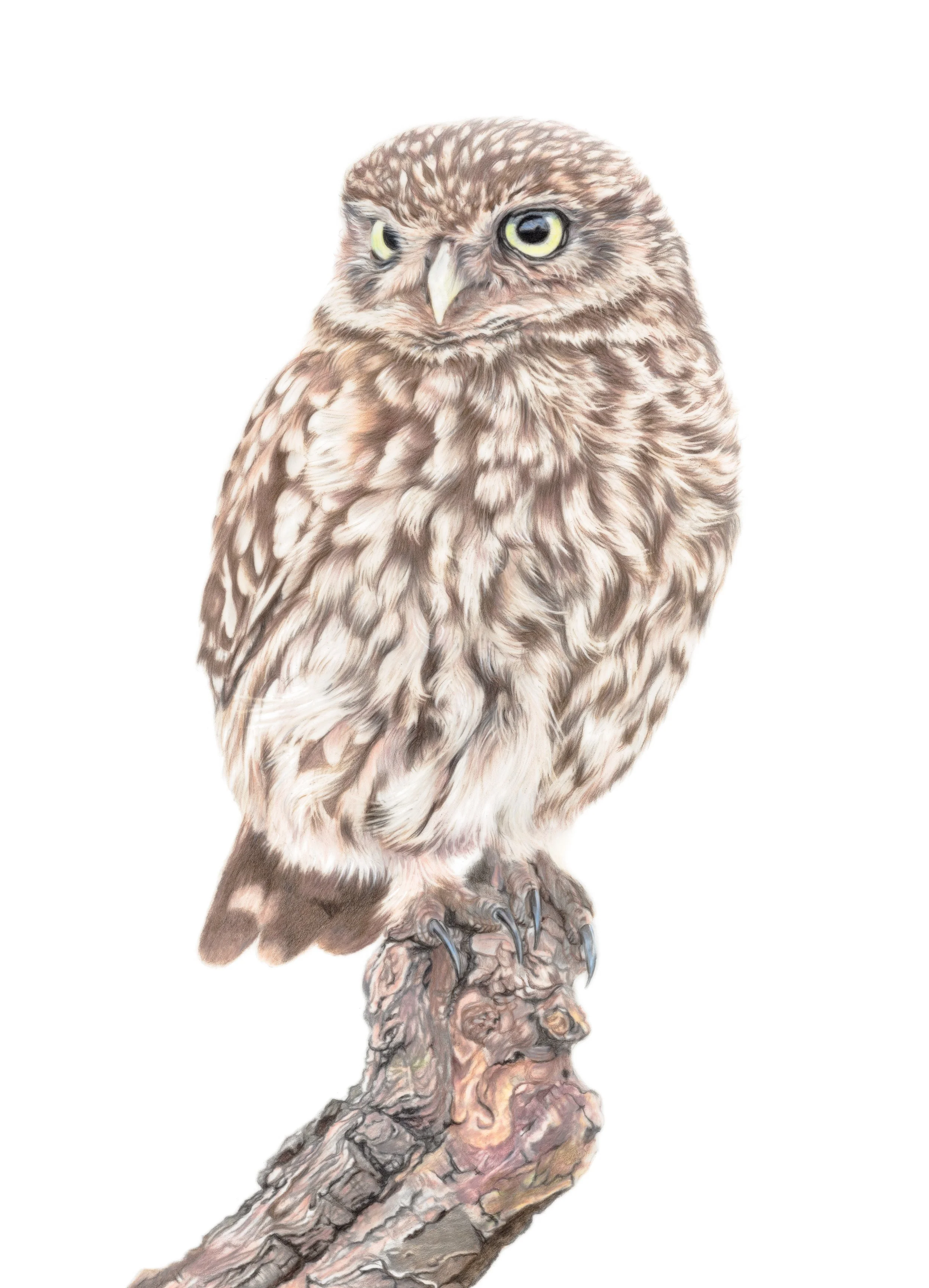 Little Owl.jpg