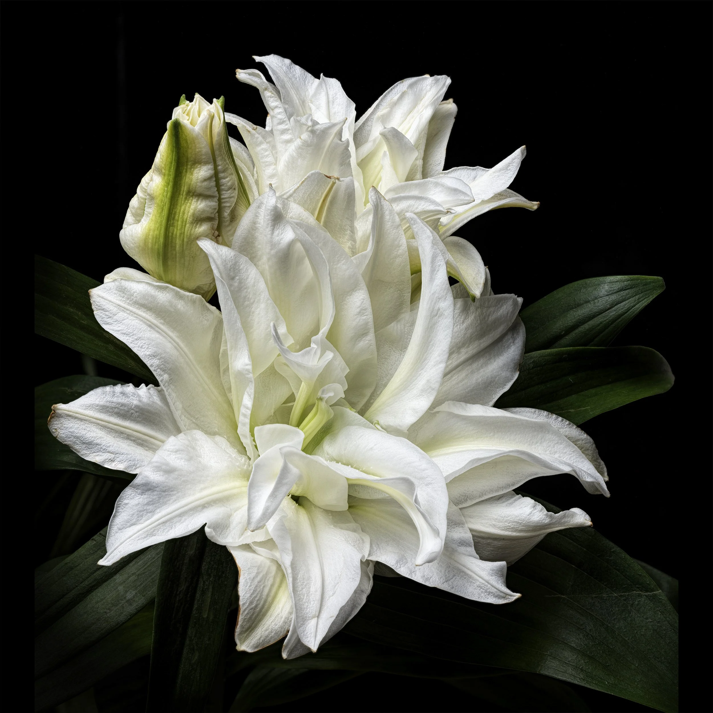 White Lilly copy.jpg