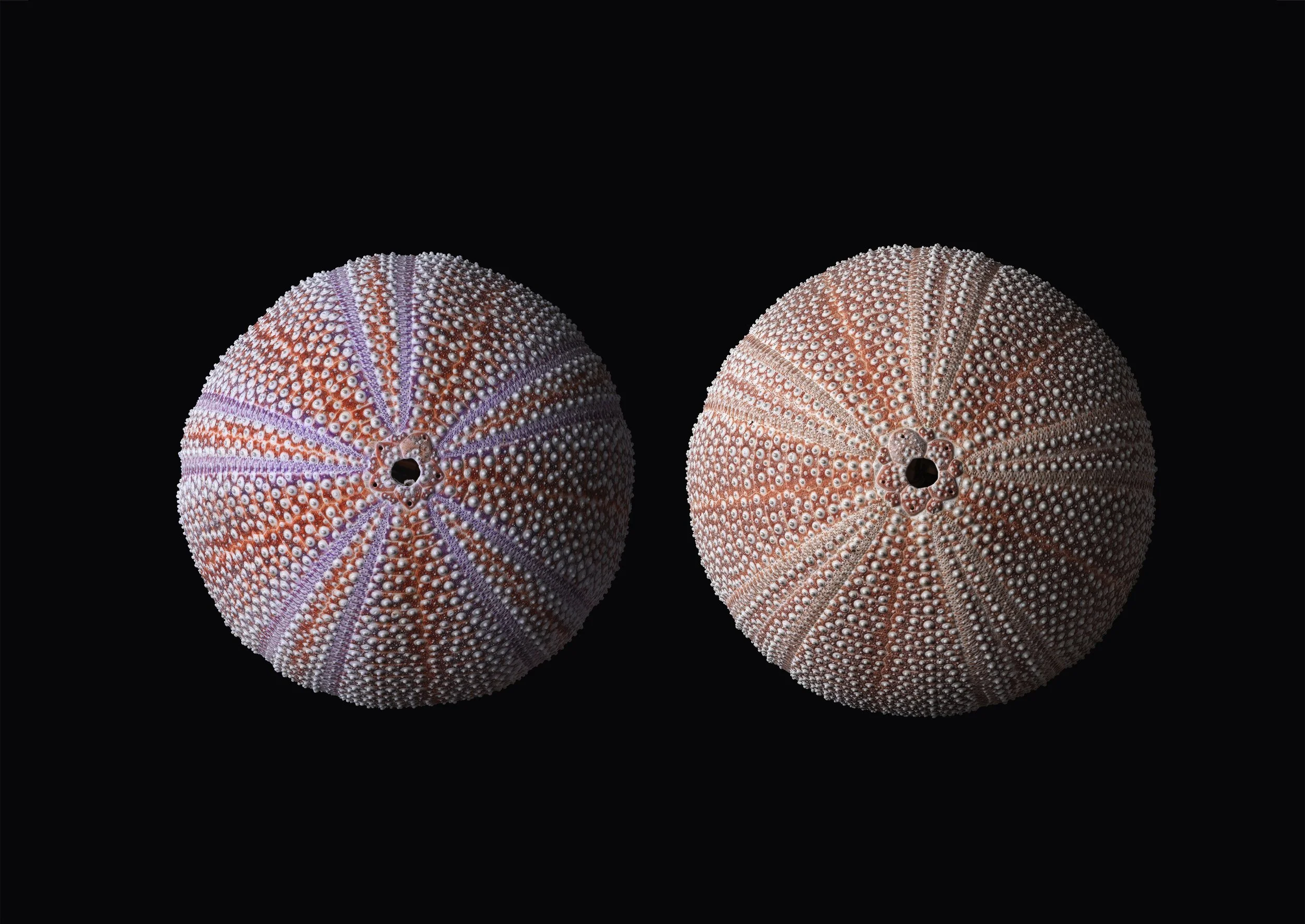 david-pearce-sea-urchin-shell.jpg