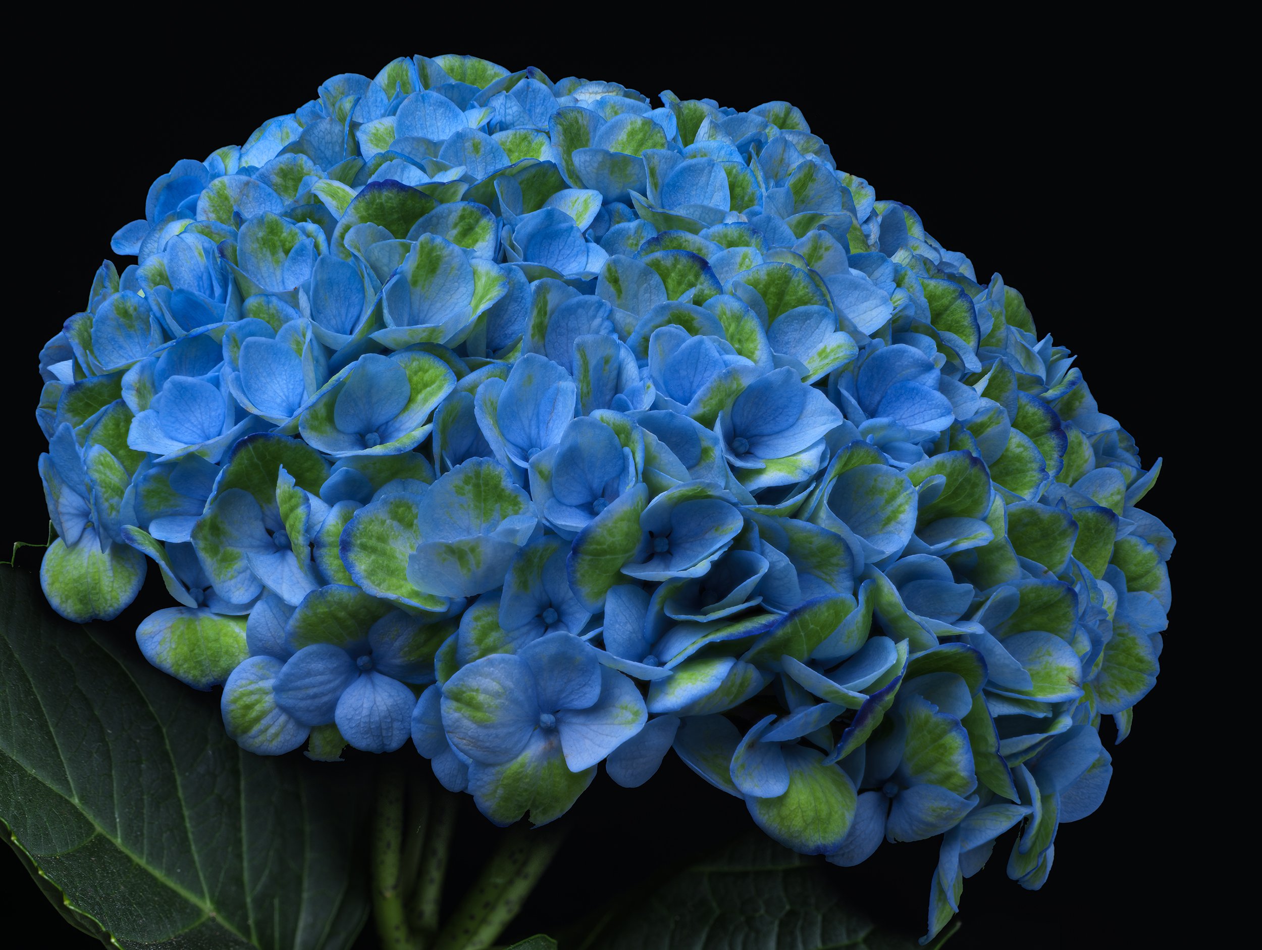 david-pearce_hydrangea.jpg