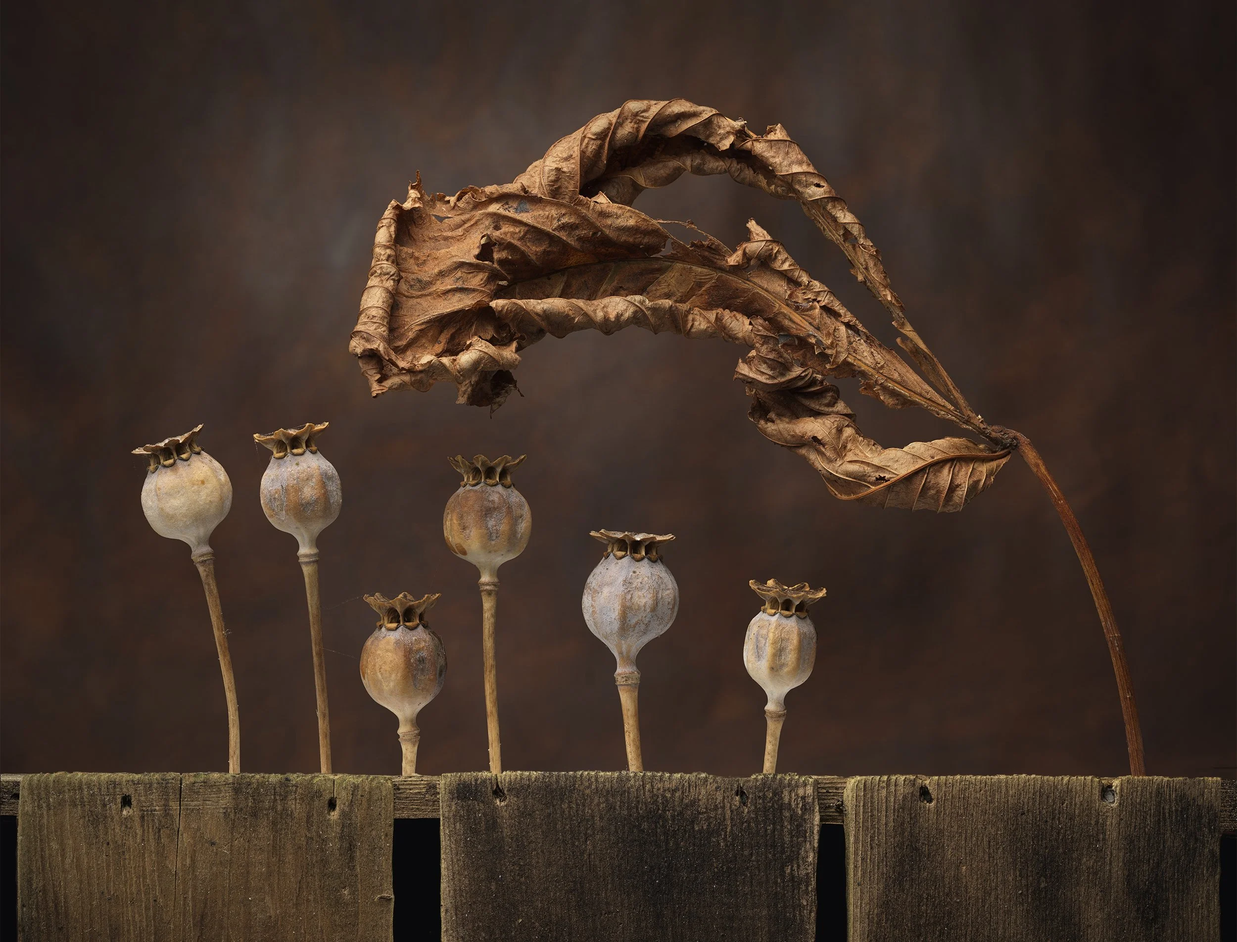 david-pearce_poppy-heads_dried-leaf.jpg