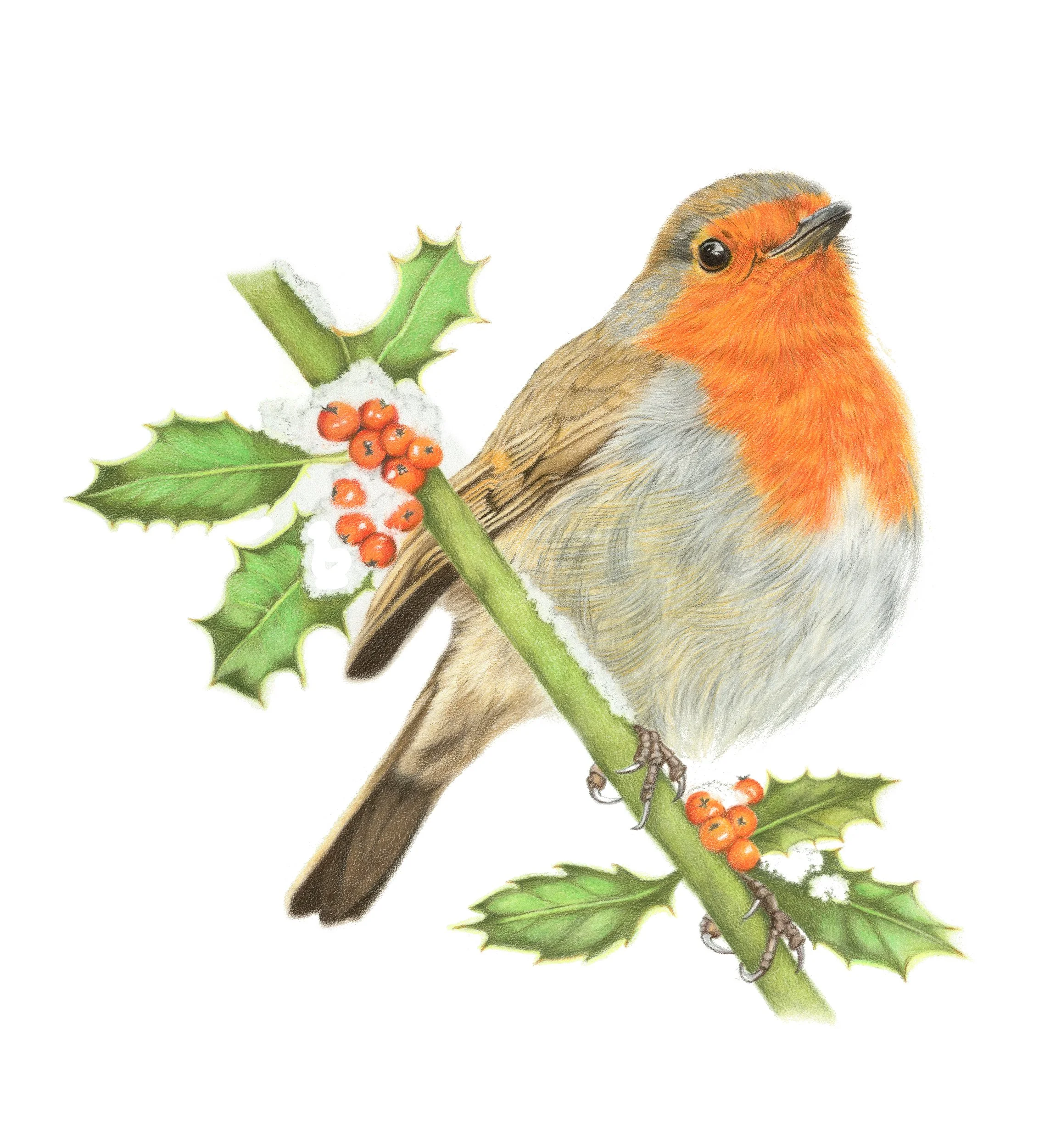 suzanne-lycett-christmas-robin.jpg