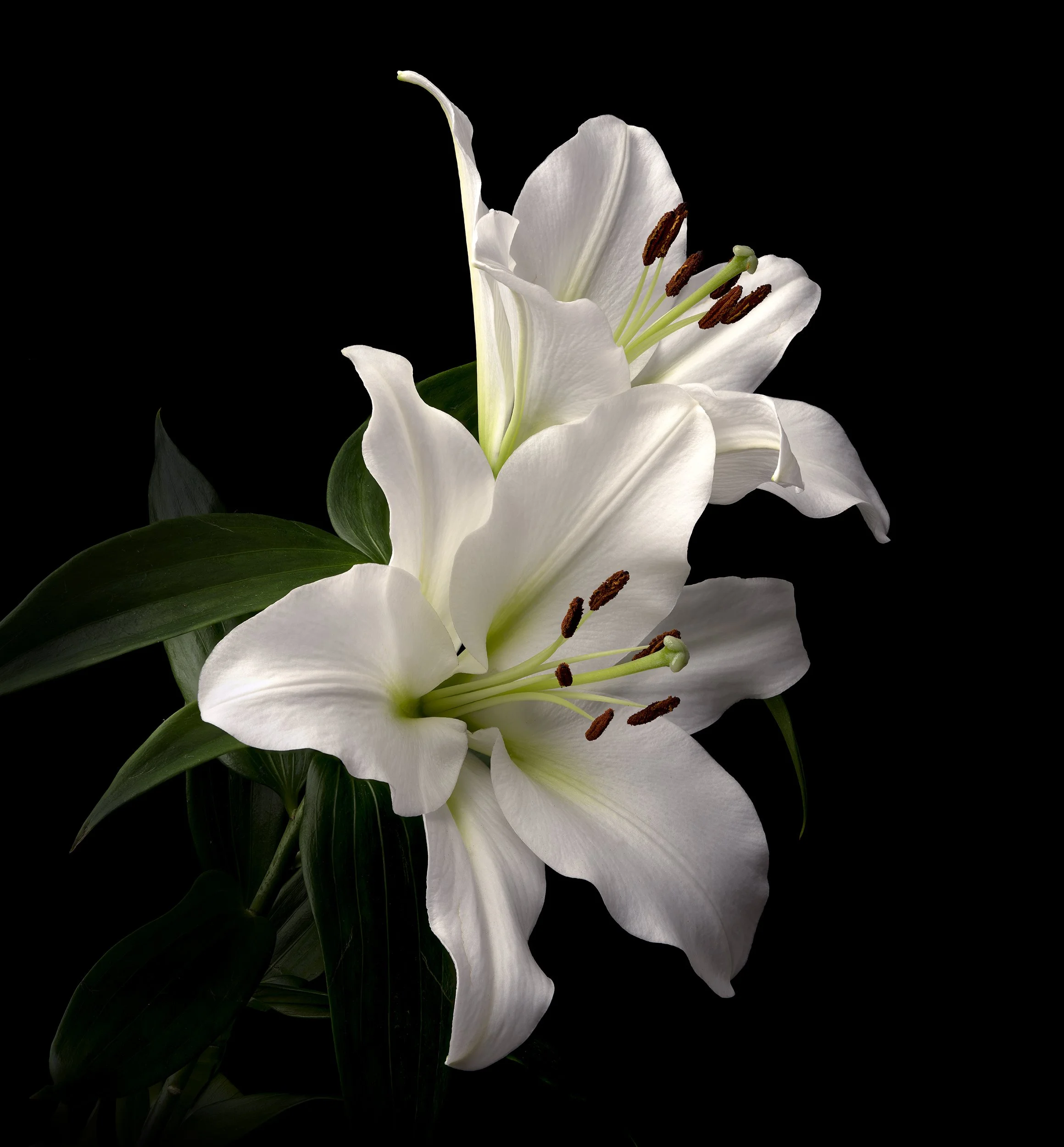 david-pearce_white-lilly.jpg