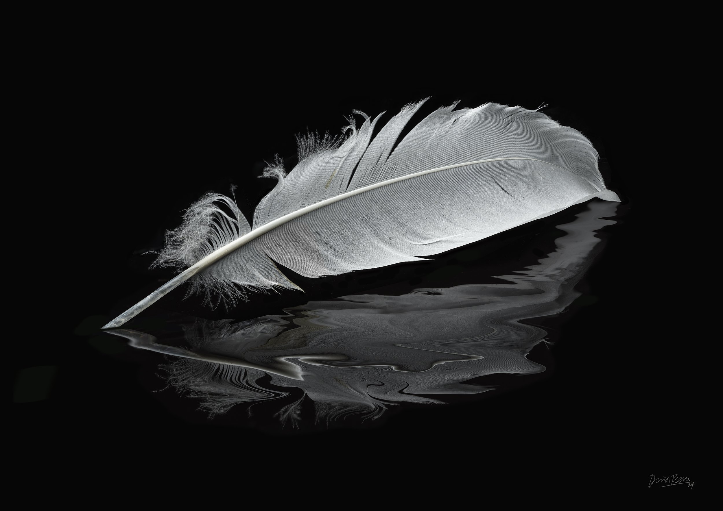 David Pearce_White feather.jpg