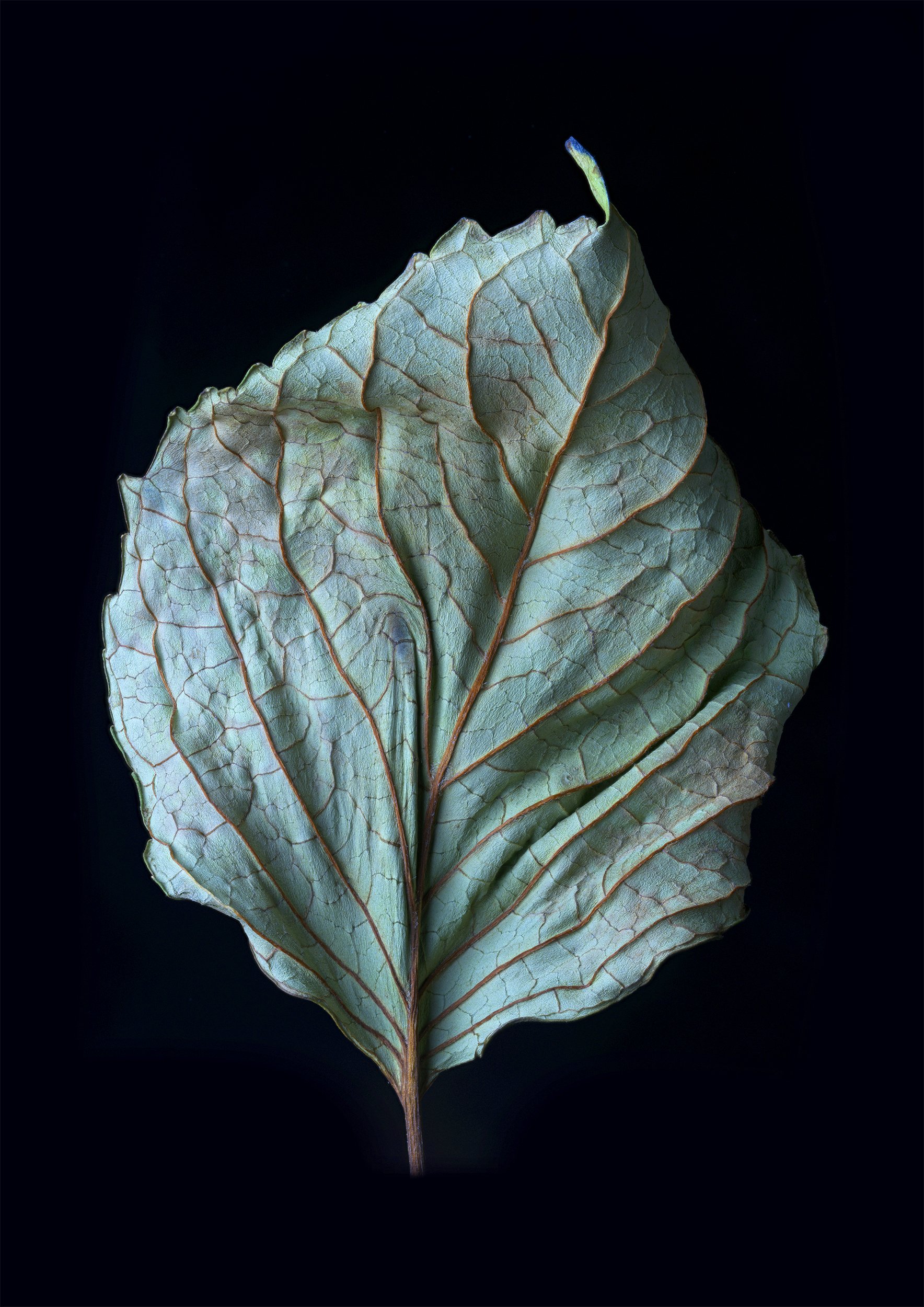 Dried leaf copy.jpg
