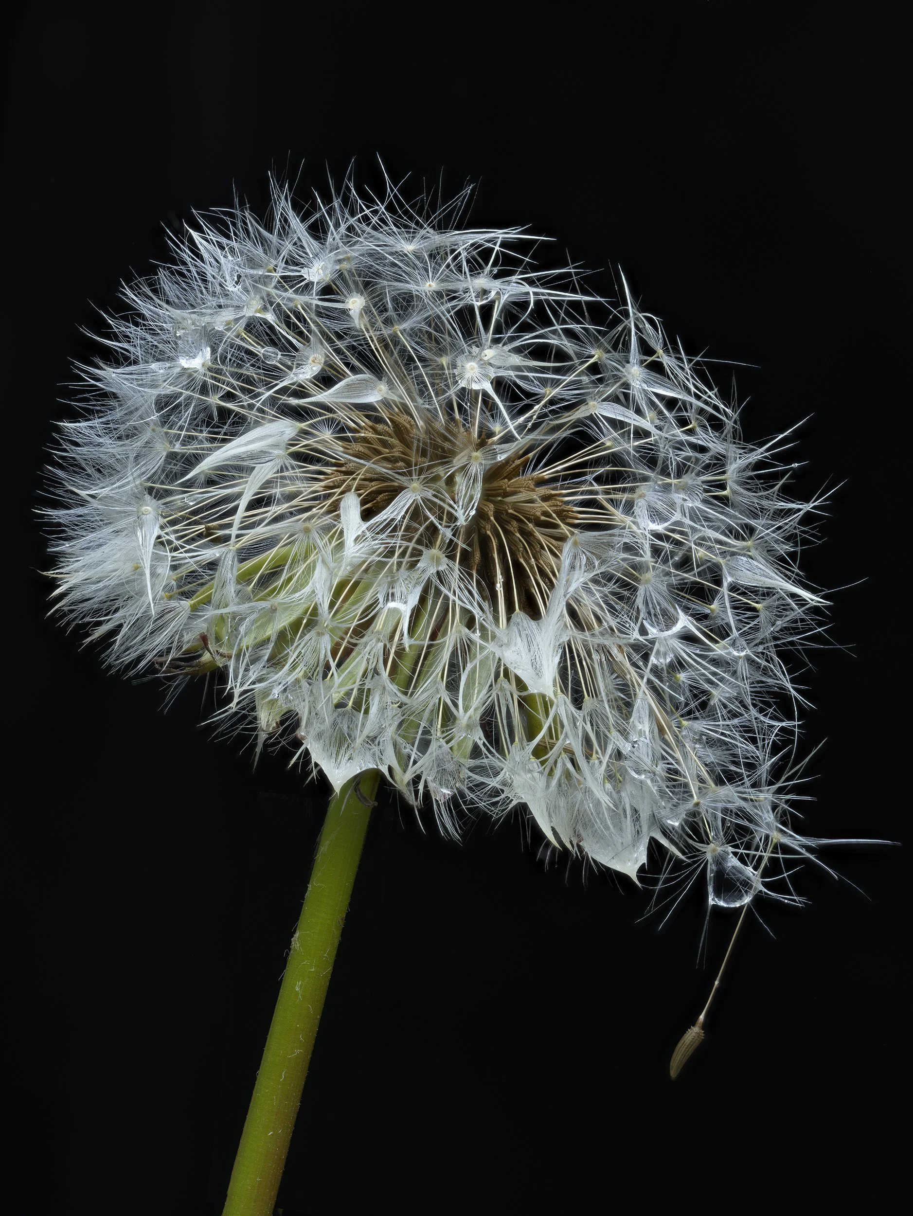 david-pearce_dandelion_seedhead-wet.jpg