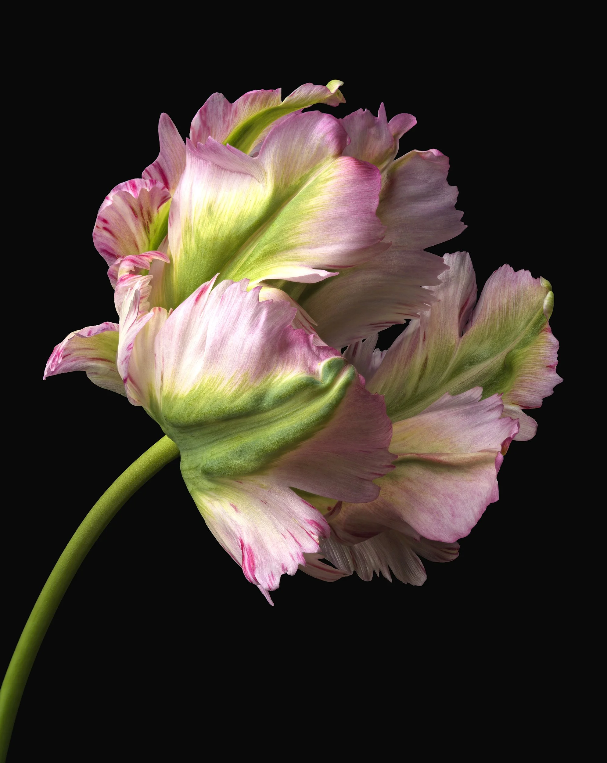 david-pearce-parrot-tulip2.jpg