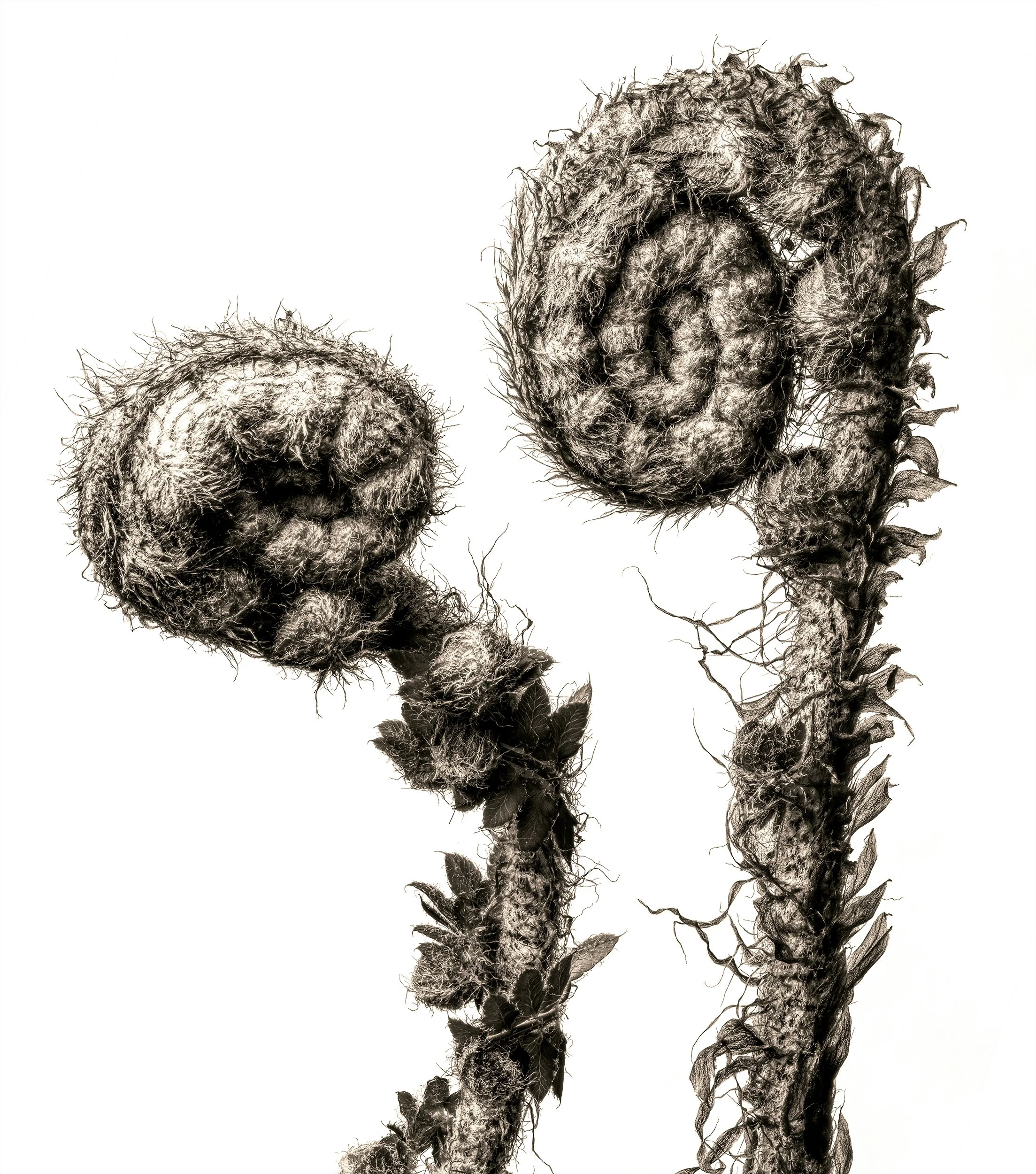 Fern curl_B&W.jpg