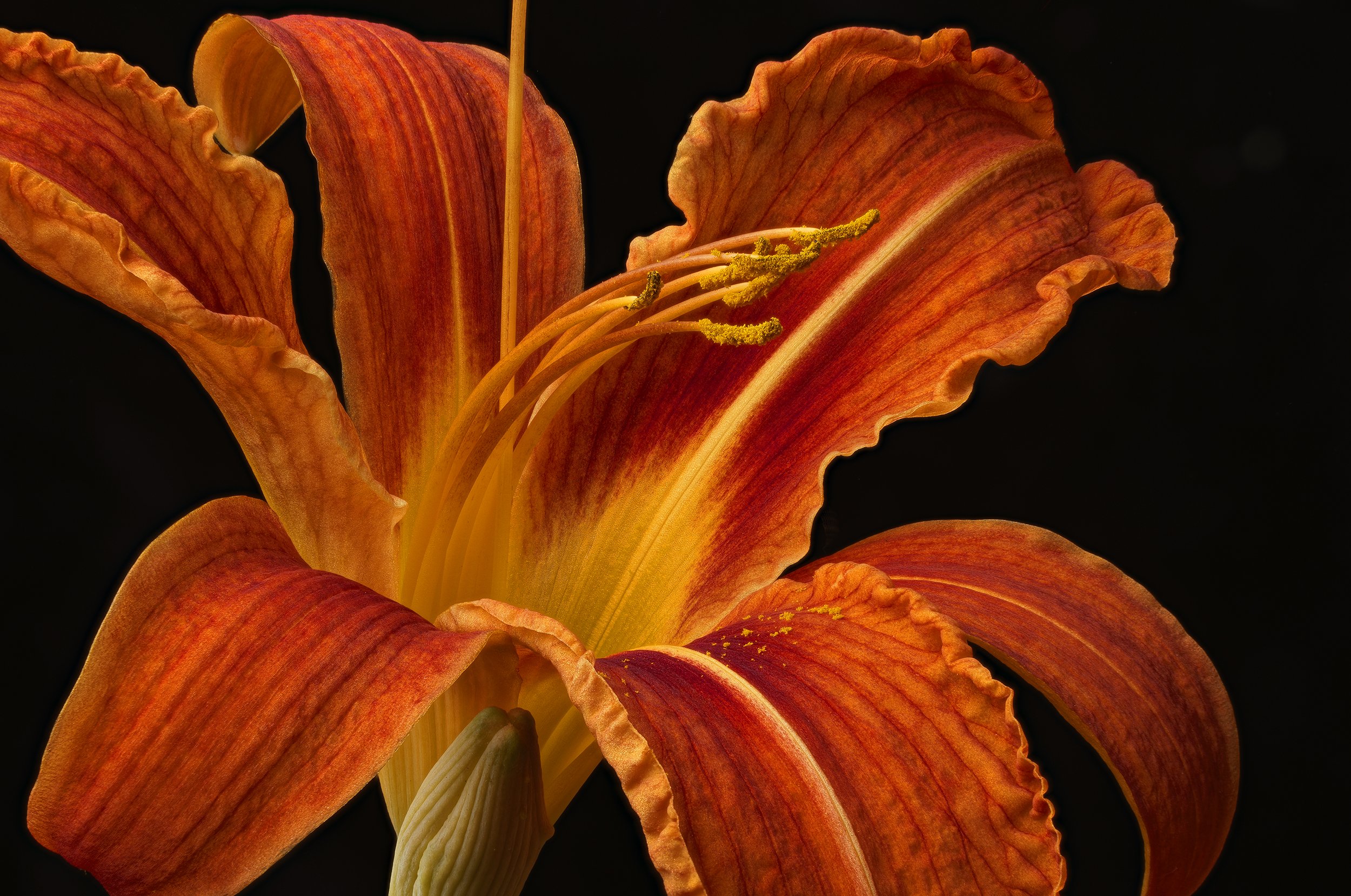 david-pearce_orange-lilly.jpg