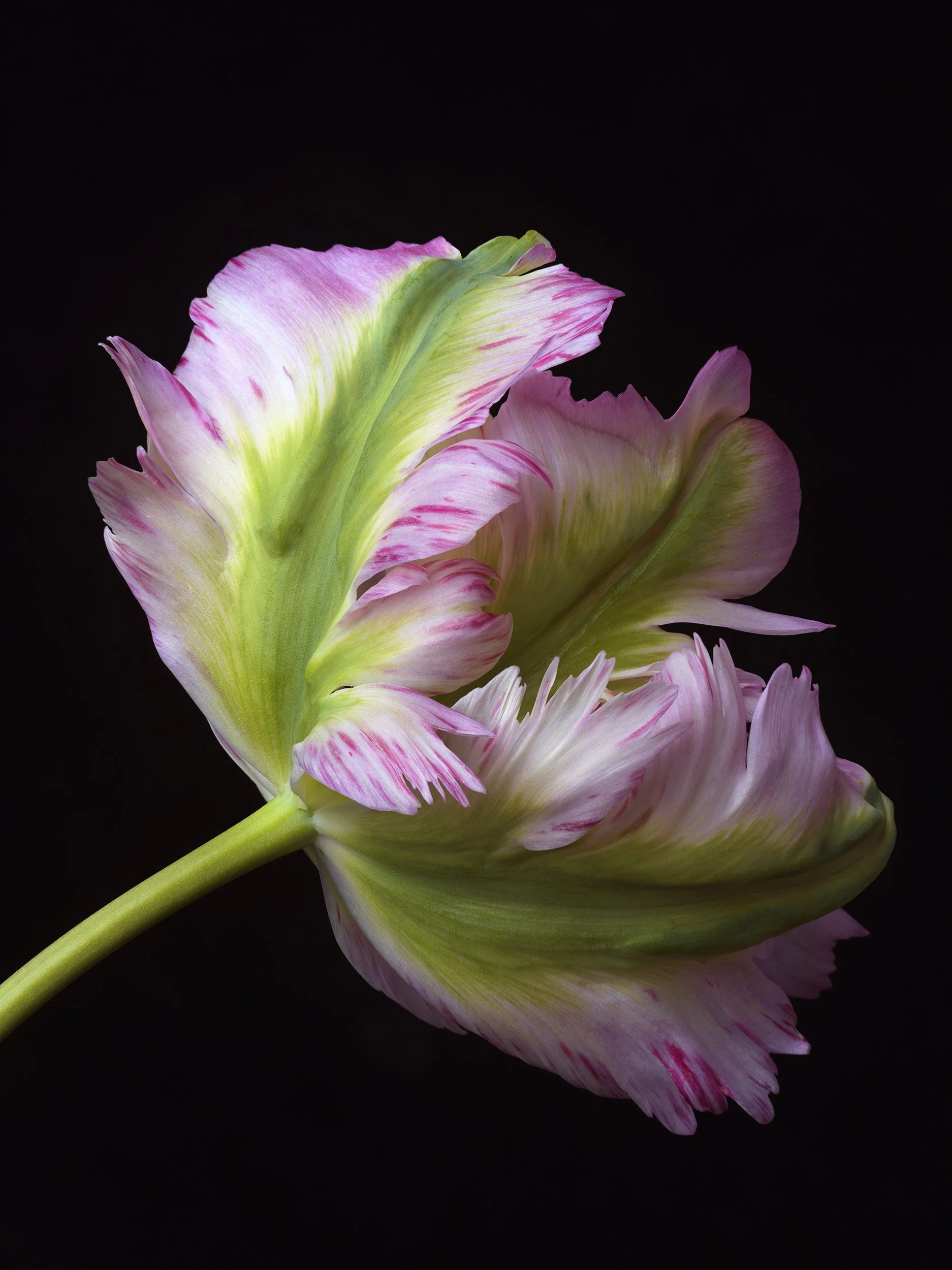 david-pearce-parrot-tulip1.jpg