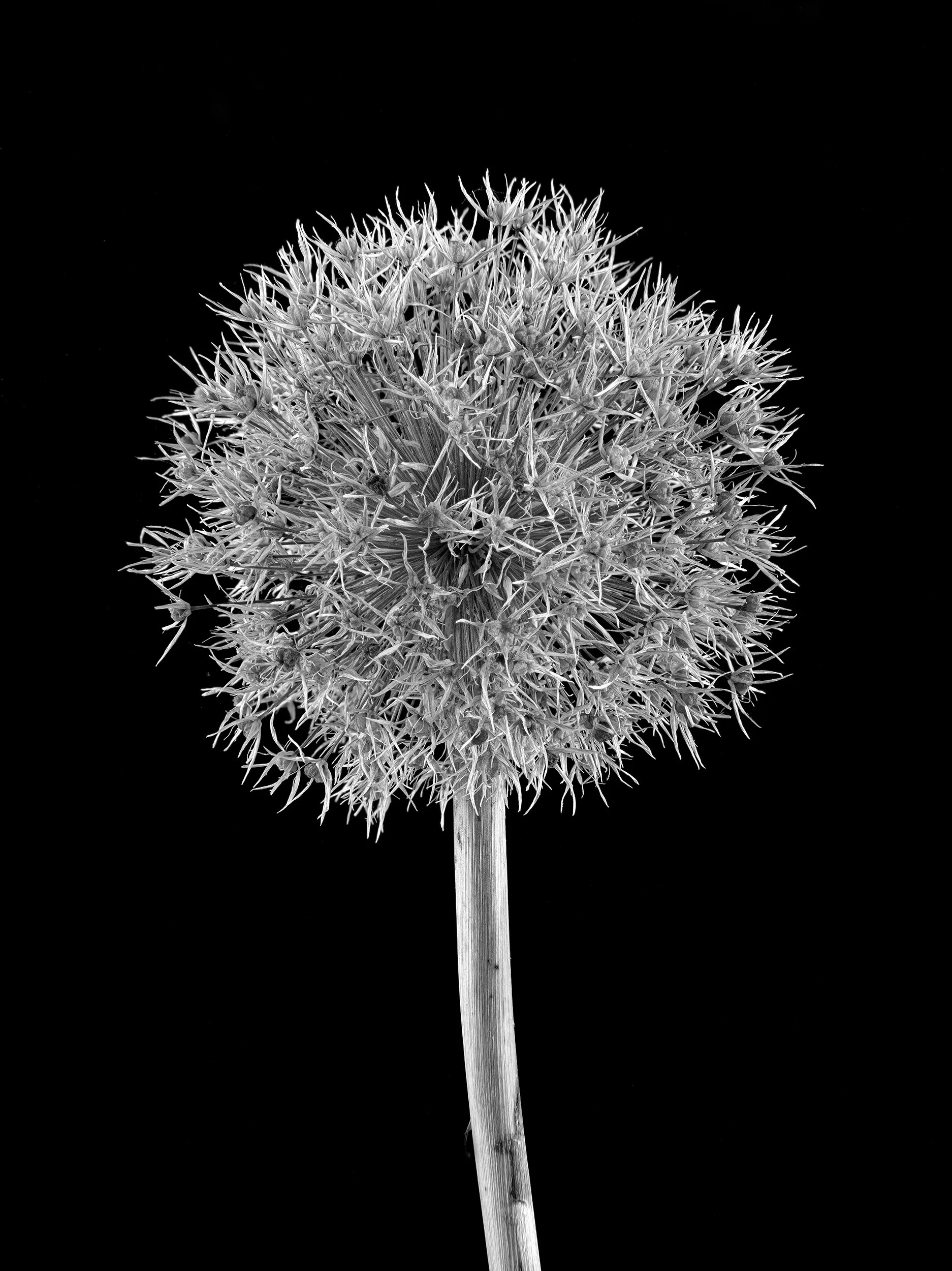 david-pearce_alium -seedhead.jpg