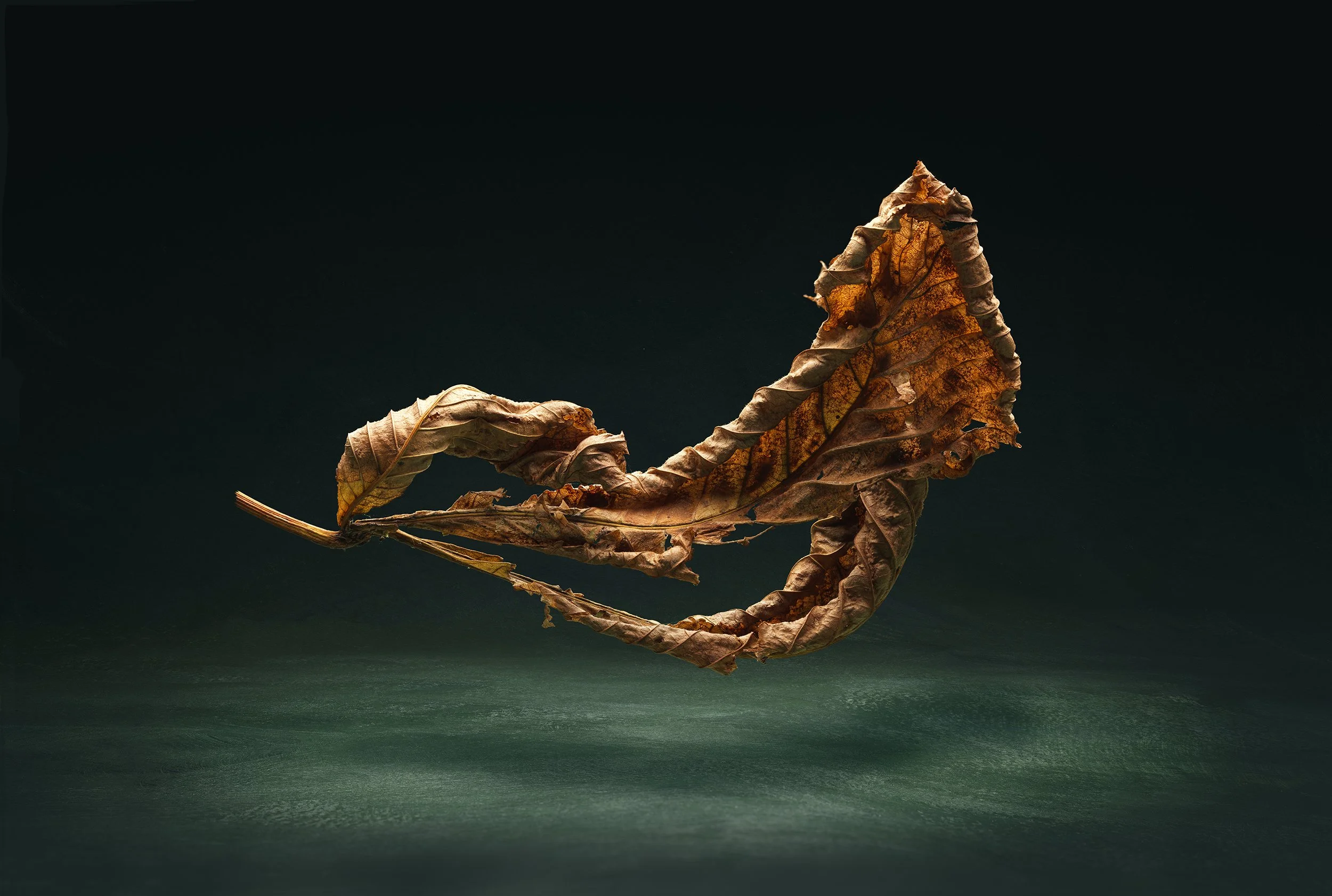 david-pearce_falling-leaf .jpg