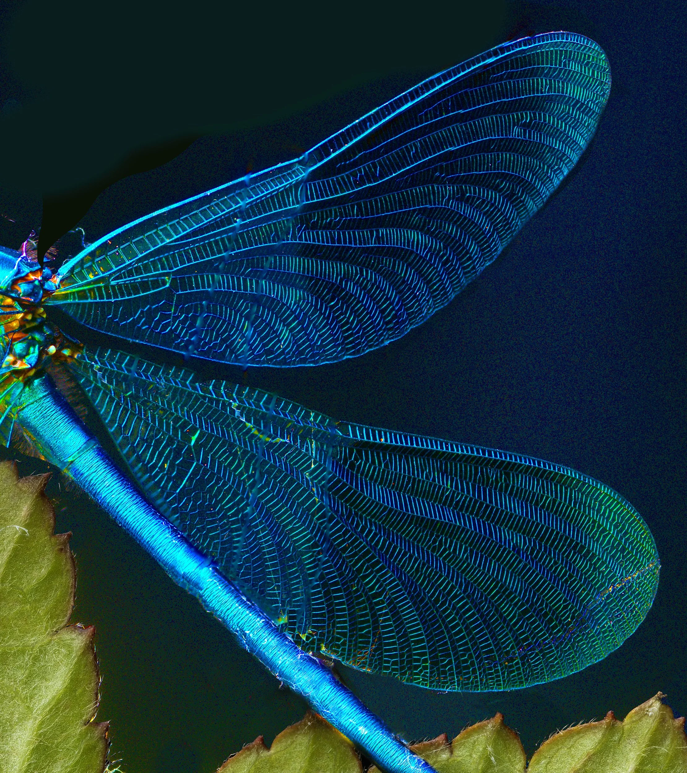david-pearce_damsel-fly-wings.jpg