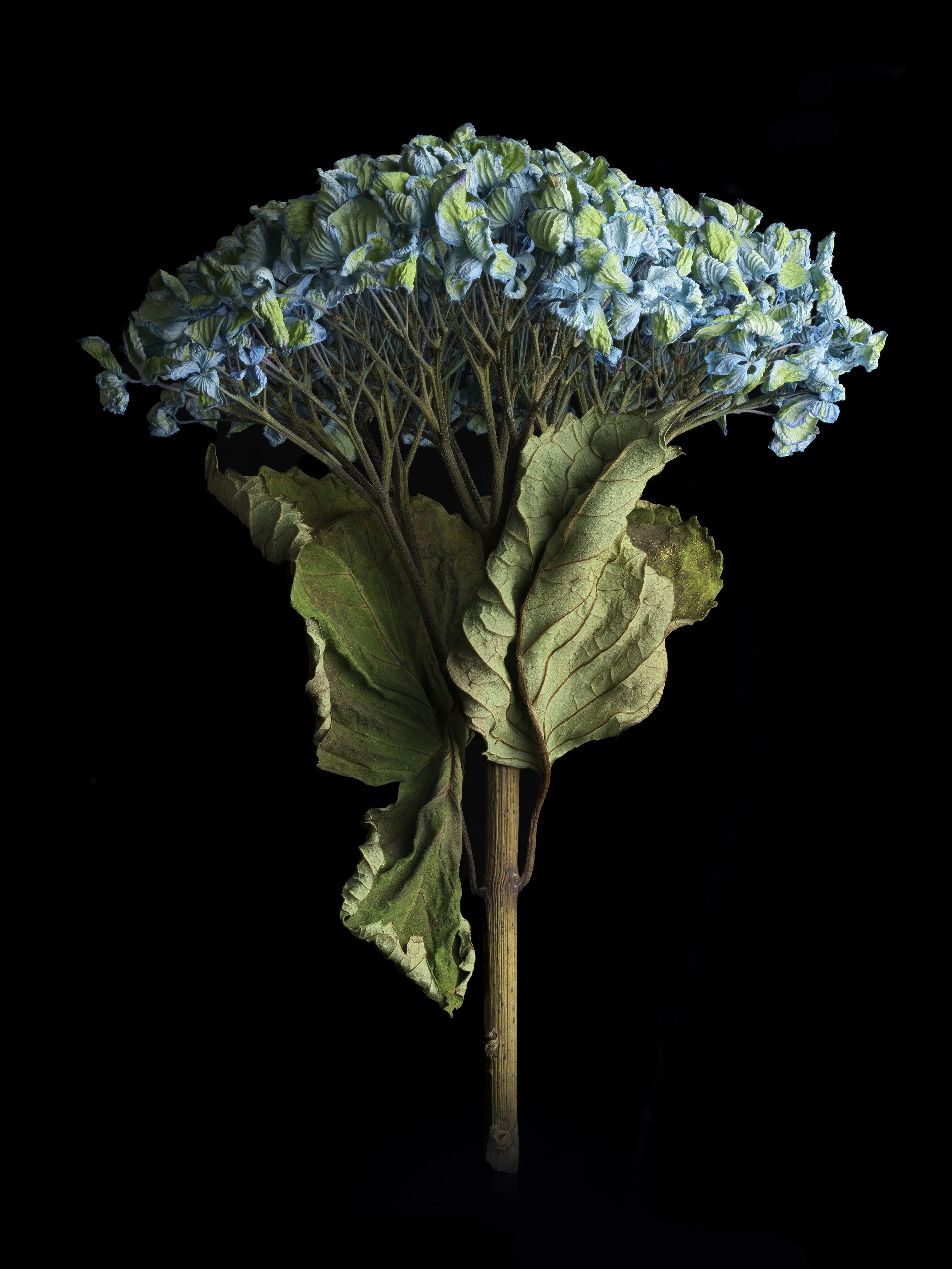 david-pearce-dried-hydrangea.jpg