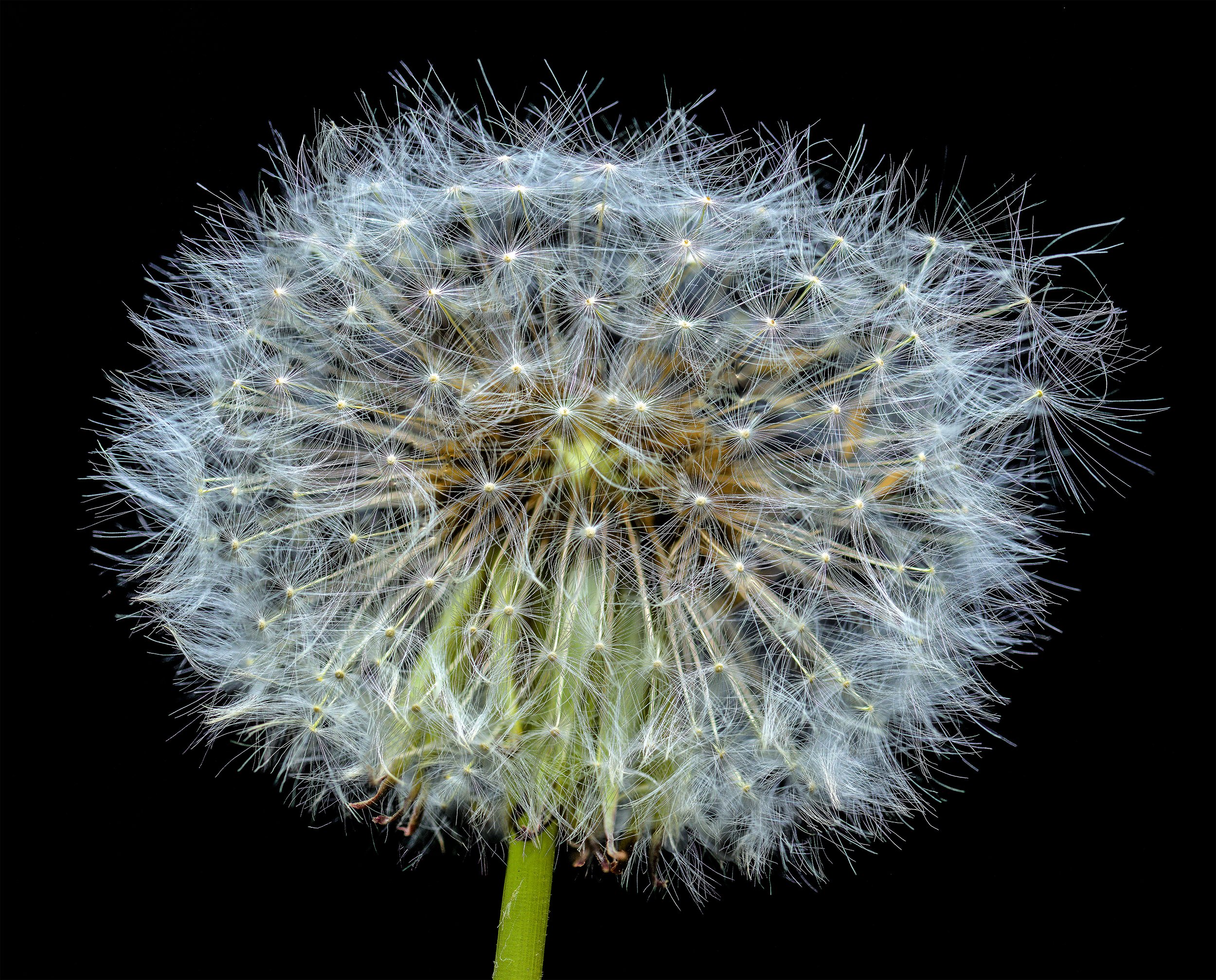 david-pearce_dandelion seedhead.jpg