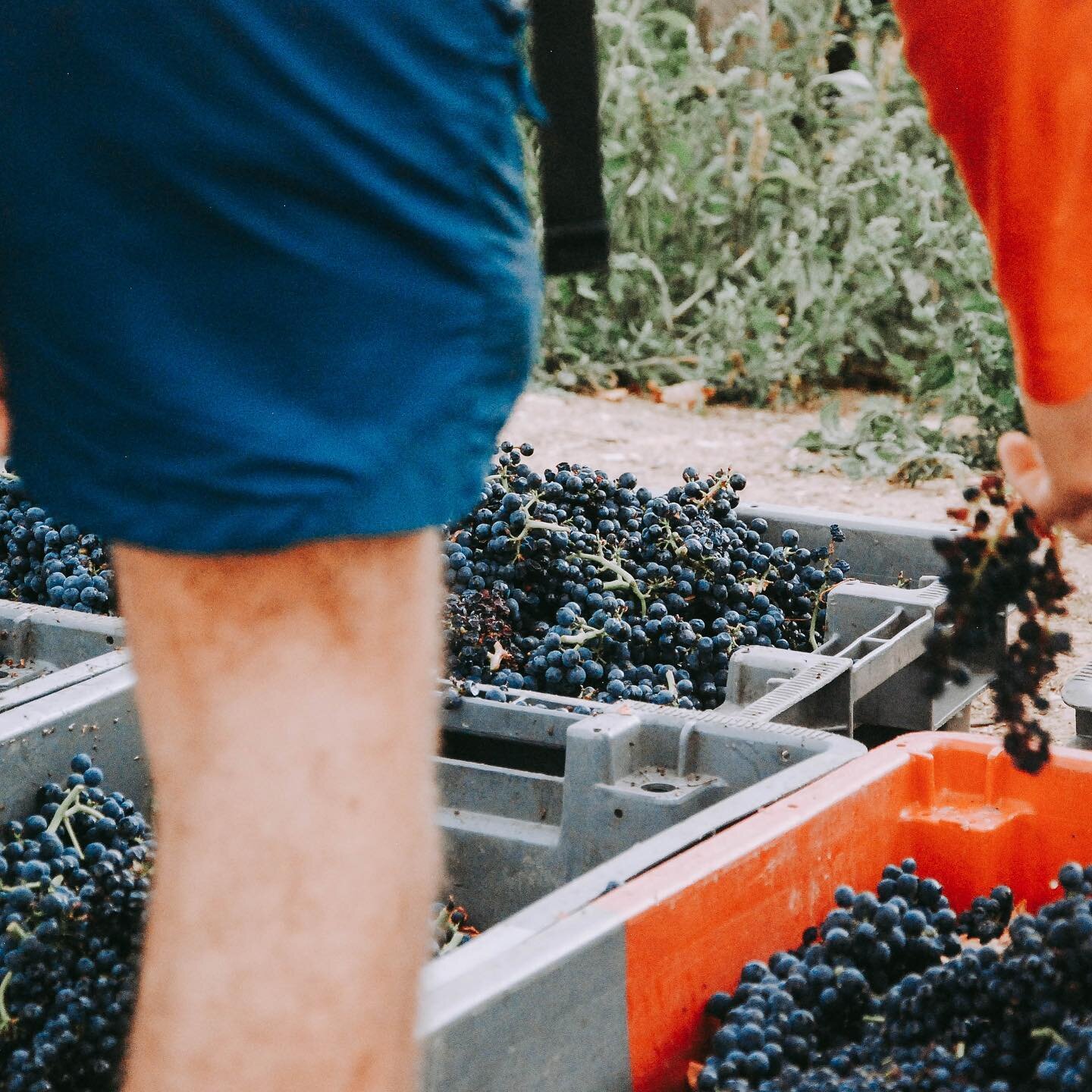 Le temps des vendanges, et d&rsquo;un passage chez les Millot. 🍇🌞✂️