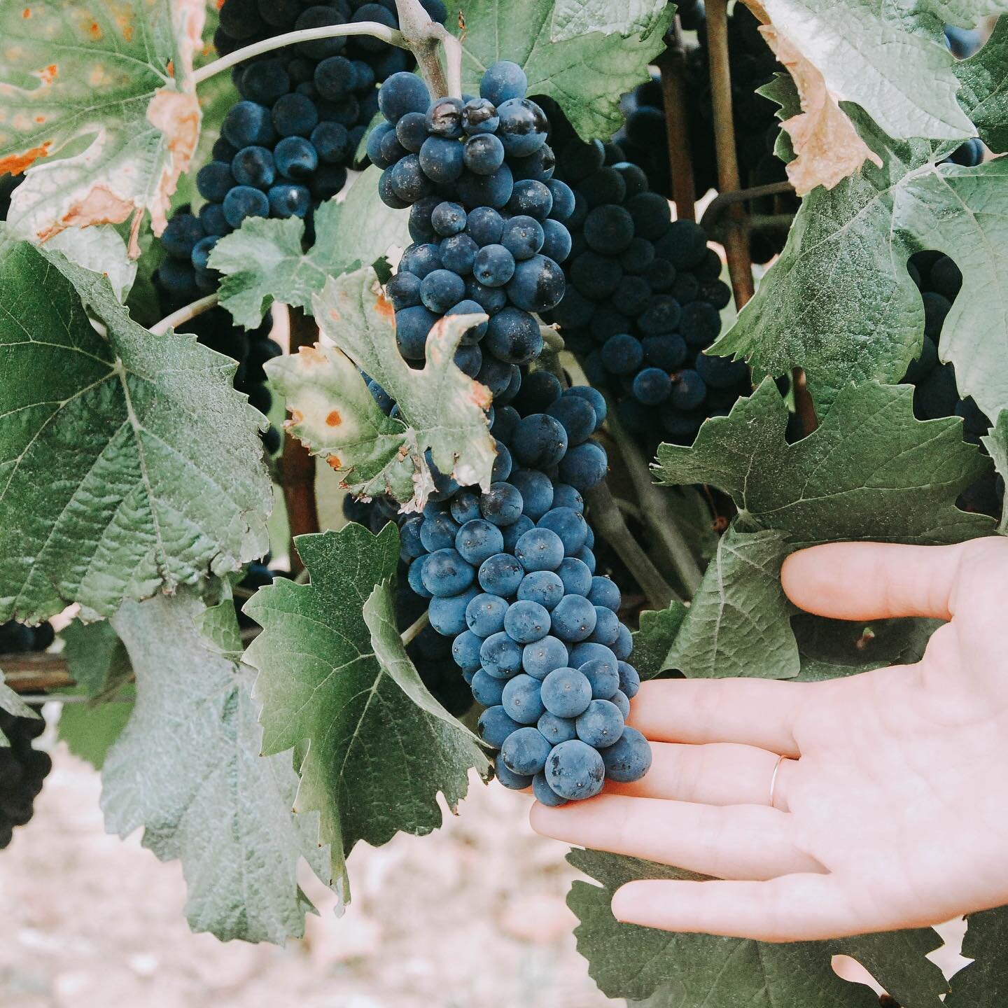 Make it a September to remember! 🍇 #vendanges #vendanges2020