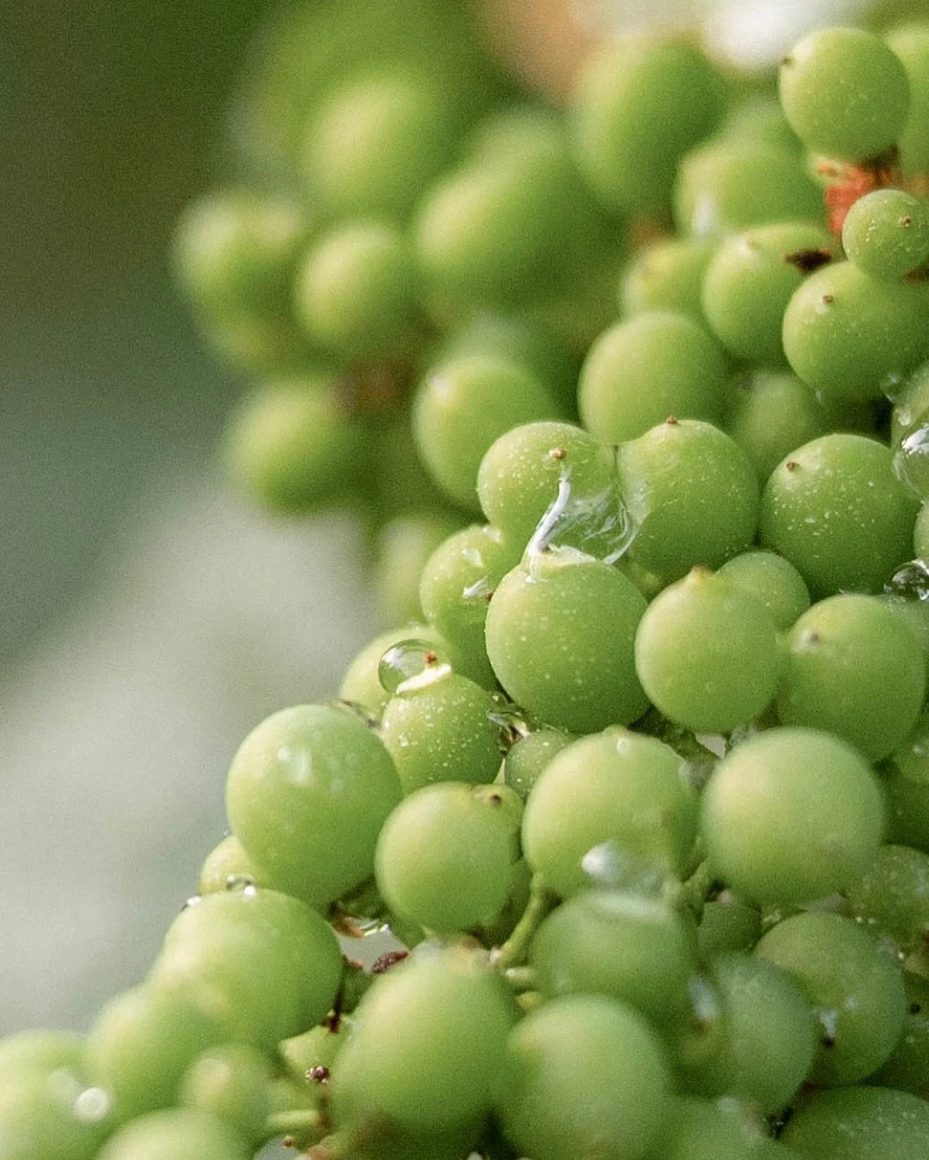 Les vendanges approchent… plus tôt que jamais.
Si la qualité s’annonce remarquable, le rendement, lui, sera mesuré.
Plus que jamais, chaque grappe compte.
Et chaque fût aussi.
C’est dans les années