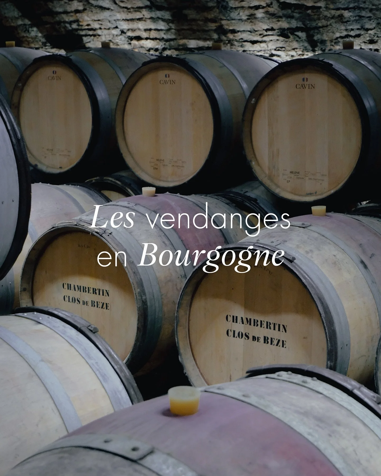 Carnet de vendanges.
De Gevrey-Chambertin à Meursault, nos fûts suivent la récolte et trouvent leur place dans les caves bourguignonnes.
1️⃣ Cave du Domaine Drouhin-Laroze, début des vendanges.
2️⃣ Table de tri chez Drouhi