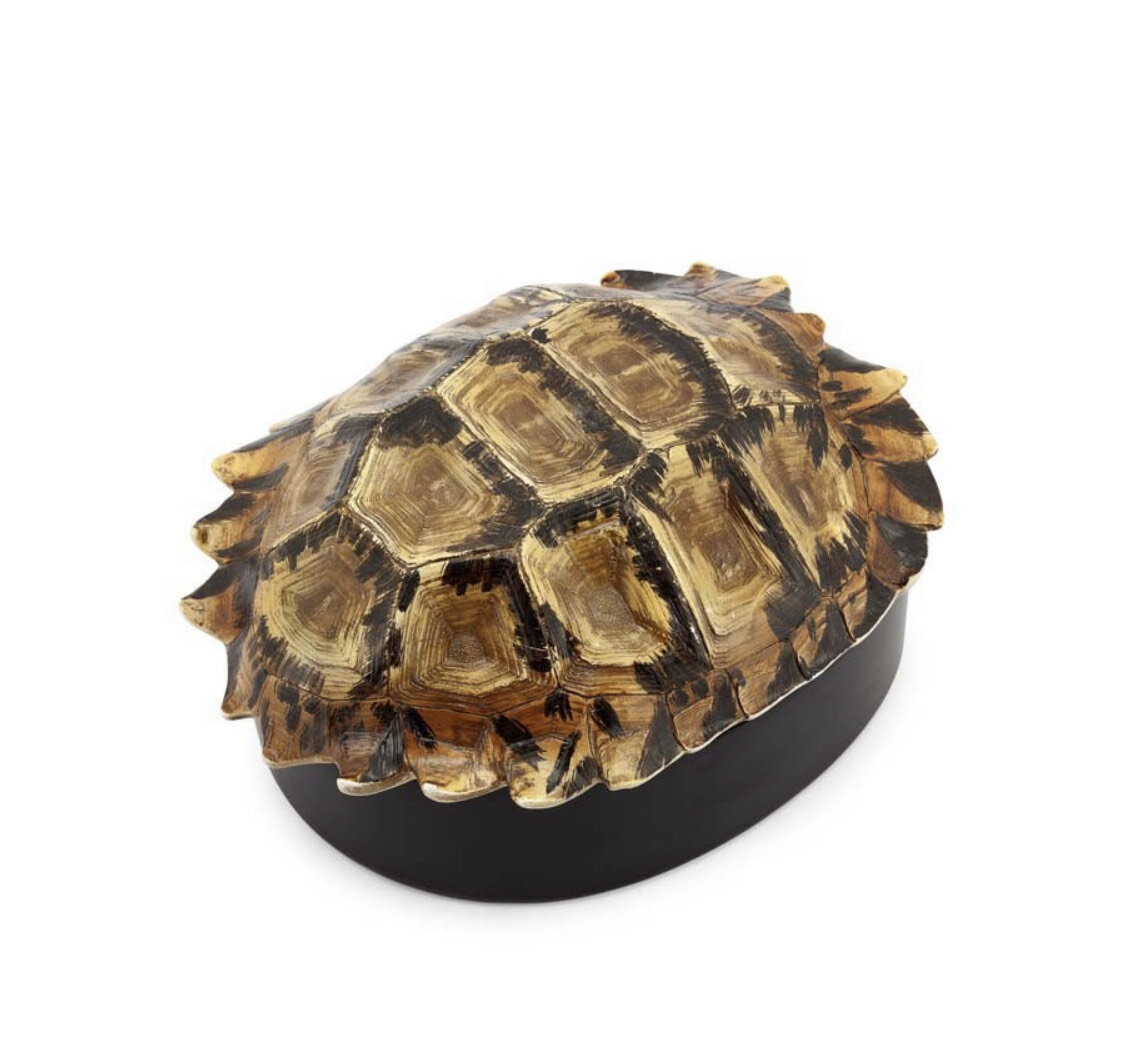 Olive concept store BOX TURTLE DECO H11 21X17.jpeg