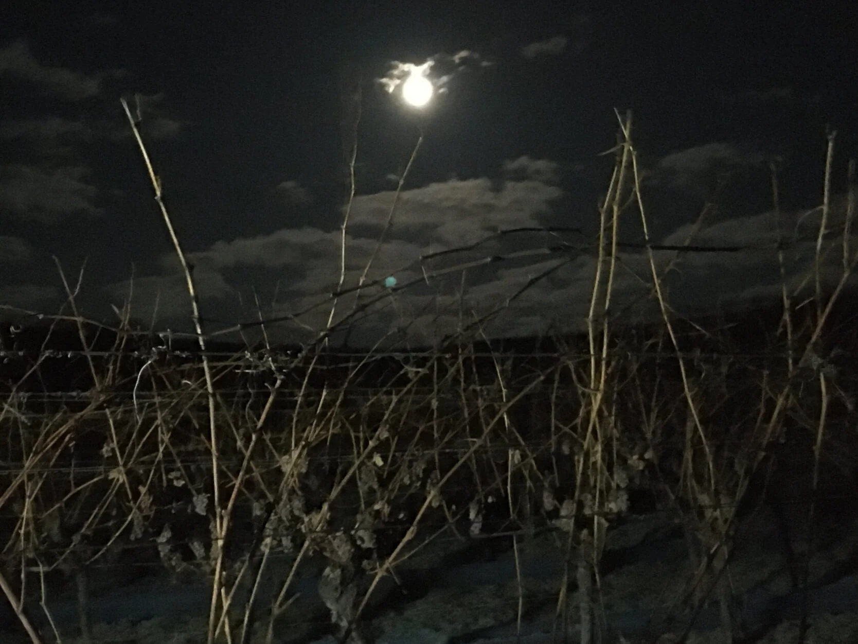 Eiswein 2019 - Welschriesling