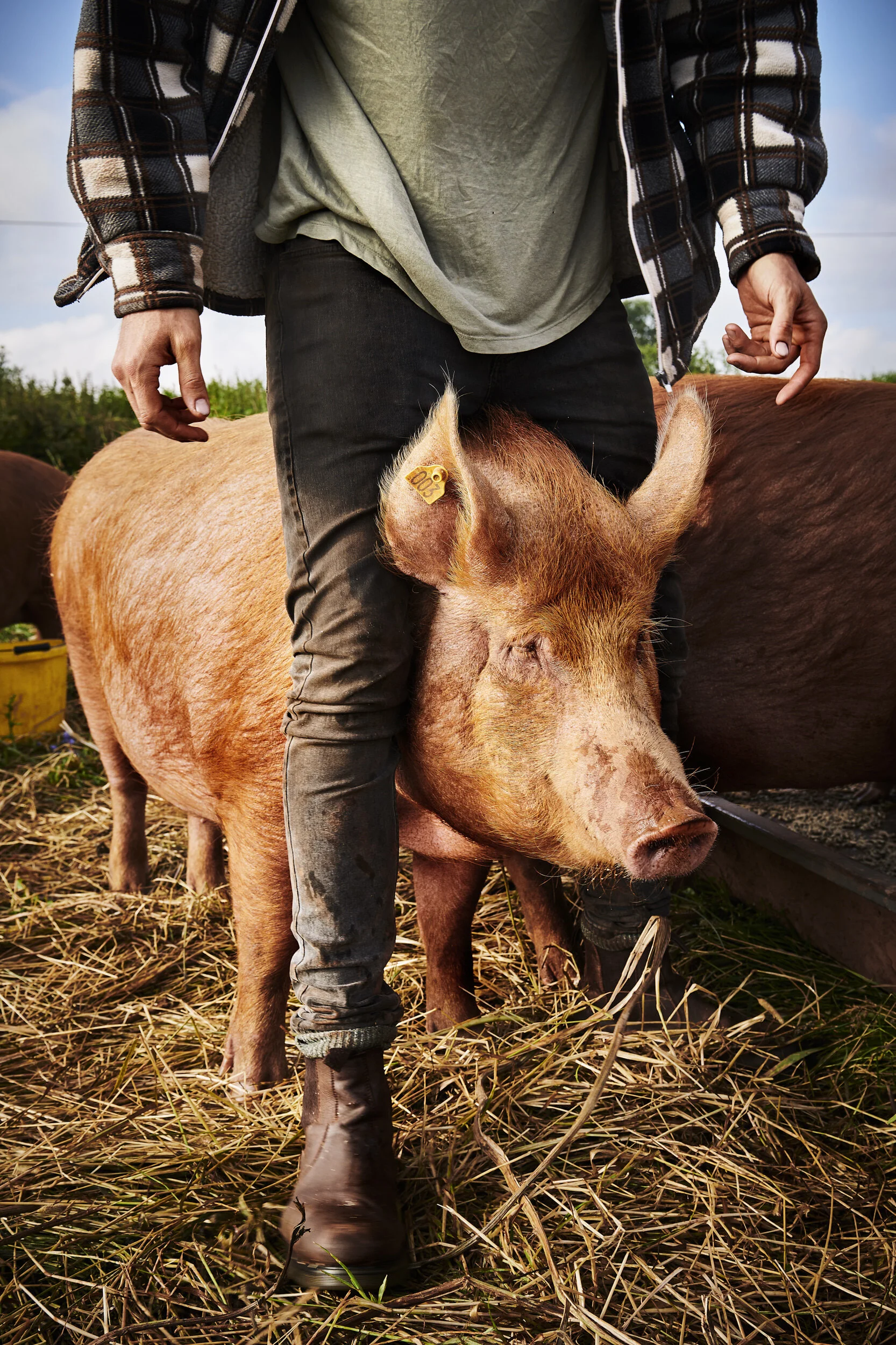 Pigs are wonderfully intelligent and loving creatures