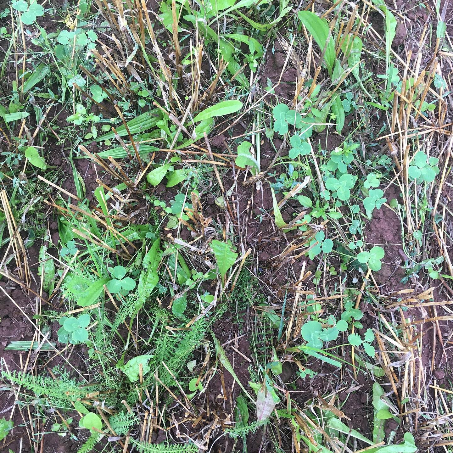 LOVING how alive our stubbles are. Stitched in some kale for good measure &amp; winter hardiness.