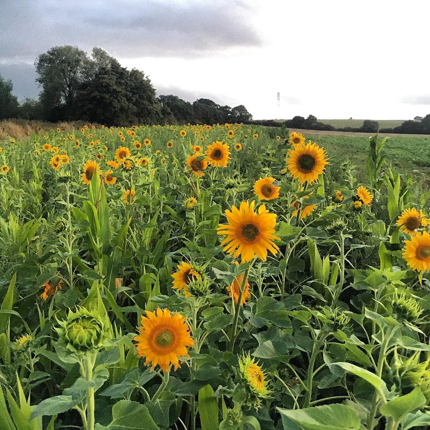 I&rsquo;ve been looking at this plot for ages thinking it&rsquo;s really not come to much, &lsquo;lots of fat hen must have smothered out the good stuff&rsquo; .....
Then 9pm tonight I&rsquo;m on my way back to the yard with the drill and approached 