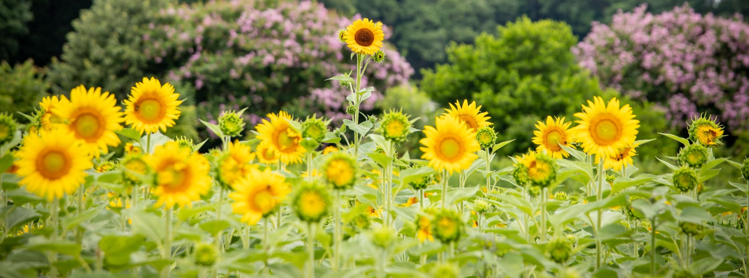 Plant Your Own Sunflower Patch Dix Park Conservancy