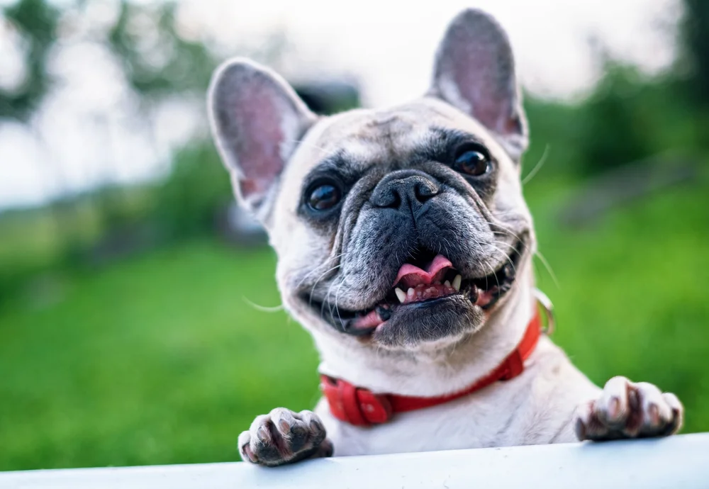 just-raw-pet-foods