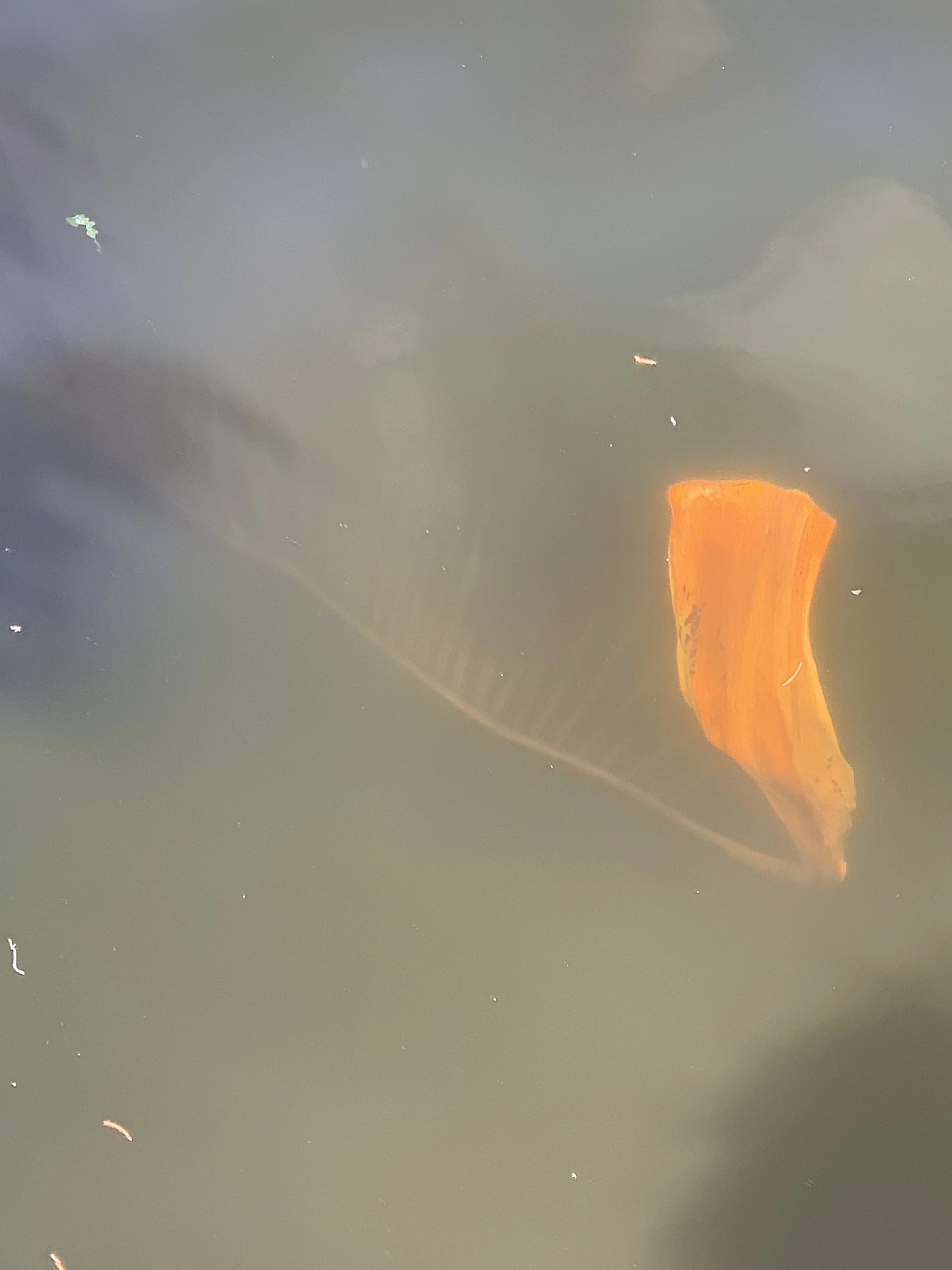 My Older Guitar, 2022, Cose Cosmiche