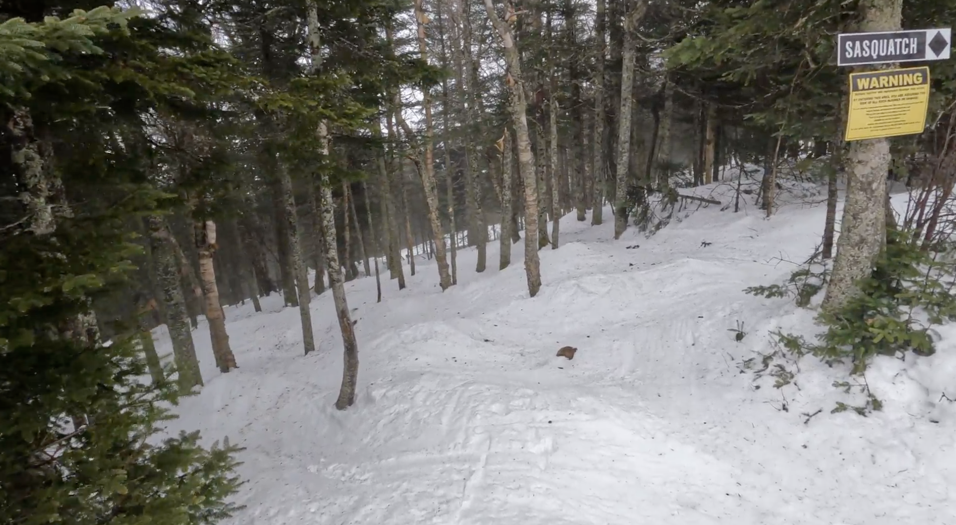 Looking down into a glade run at Burke ski resort, Vermont