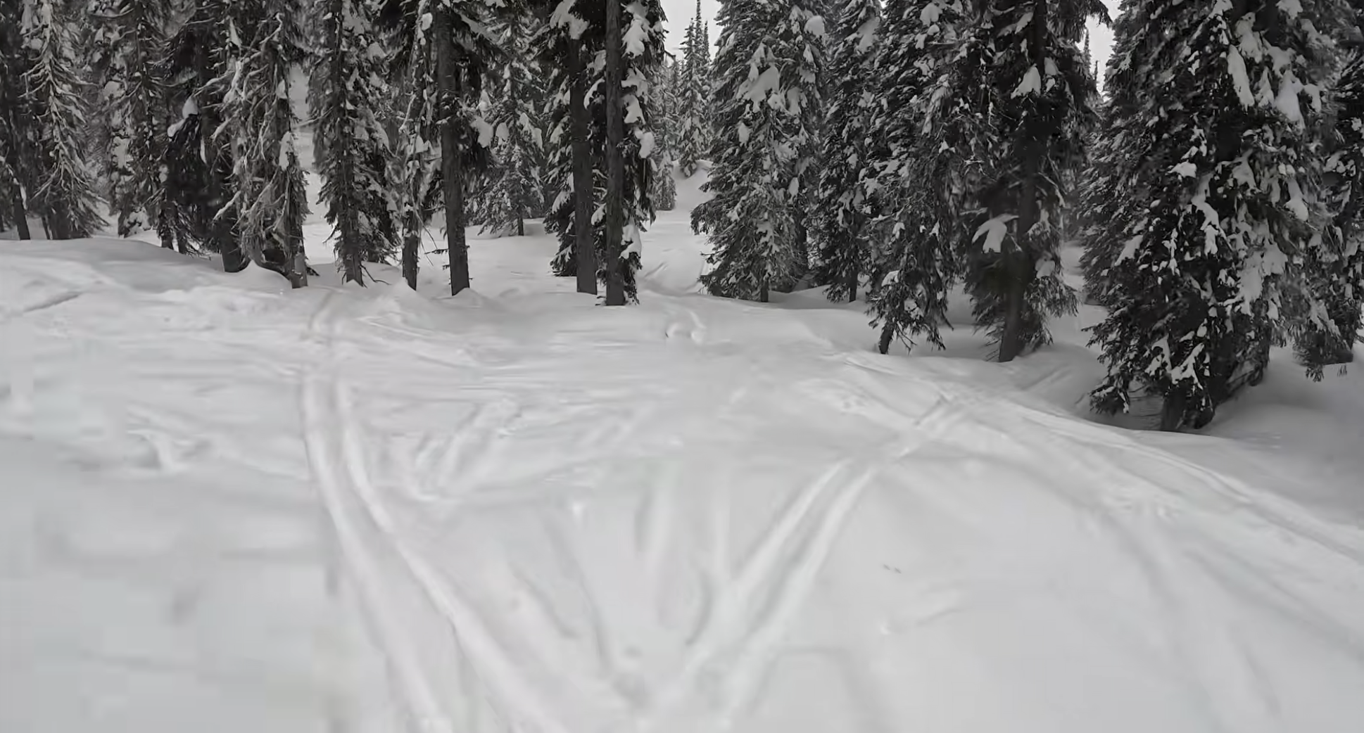 Snowy forest with ski tracks at Whitewater ski resort, British Columbia
