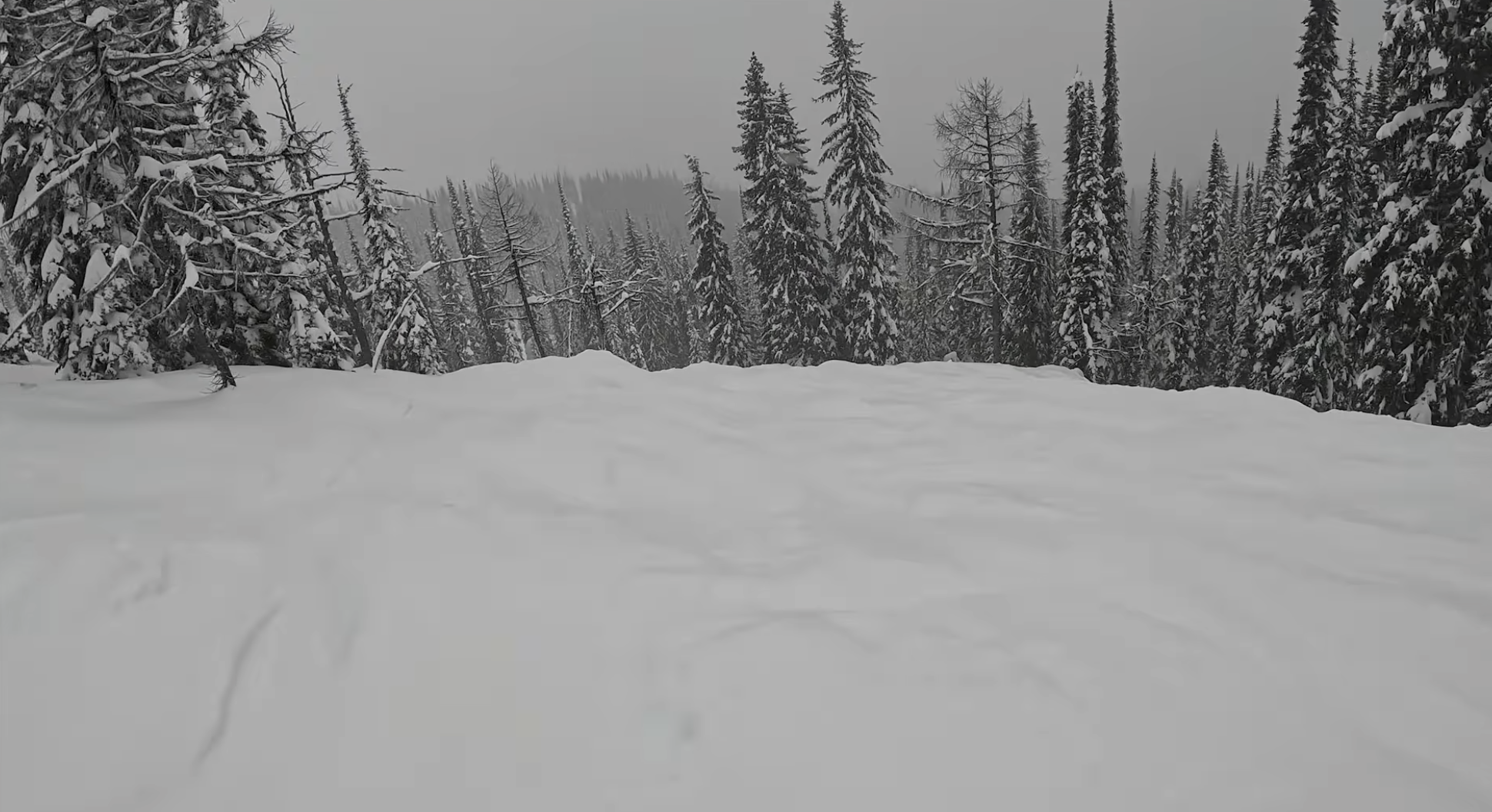 A snowy pine forest on a foggy day at Whitewater, British Columbia