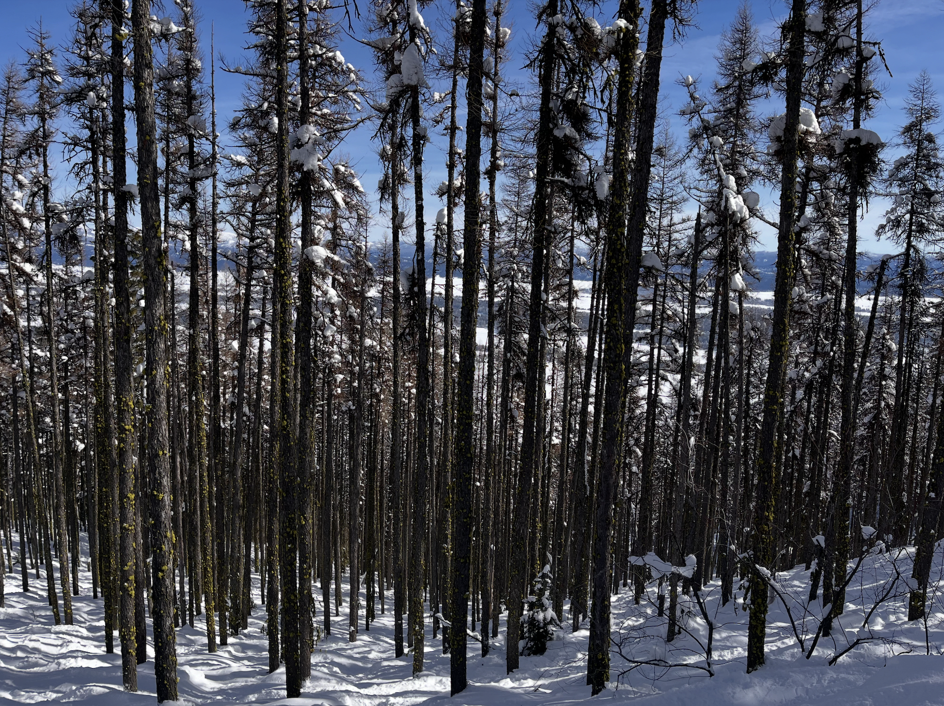 View through thick forest of narrow, tall trees at Tamarack ski resort, Idaho