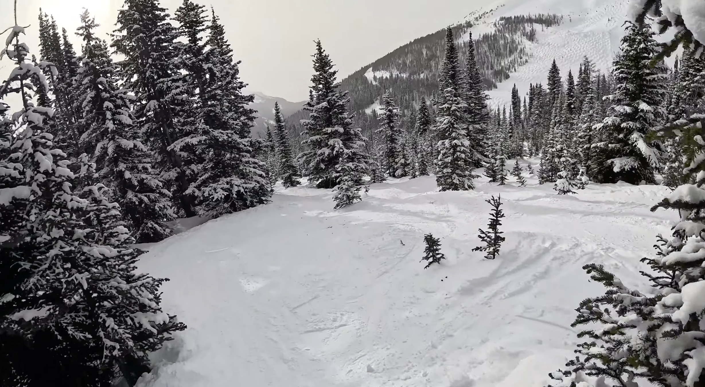 Skiing through gentle, widely-spaced trees at Lake Louise ski resort, Alberta