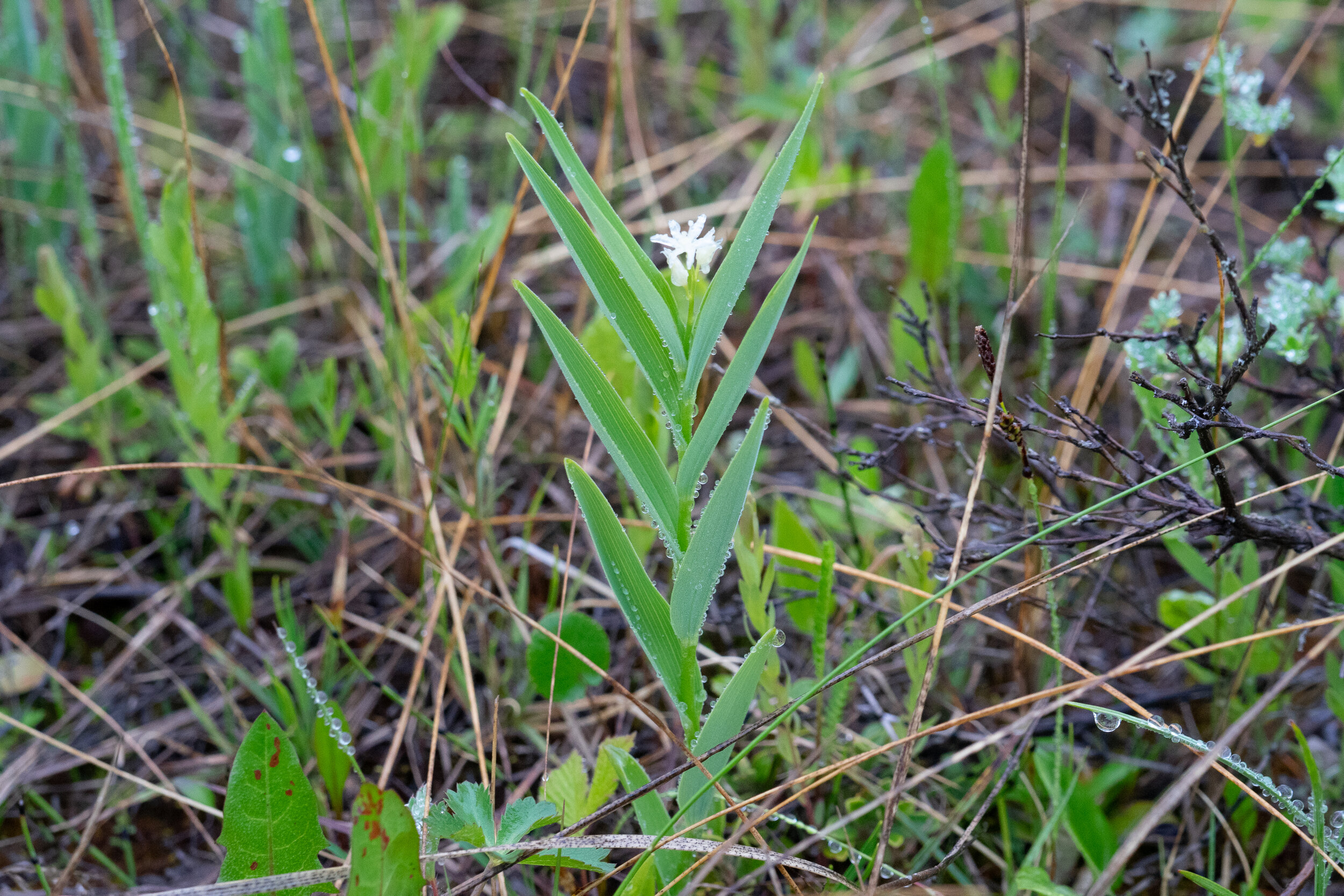 DSC03303.jpg