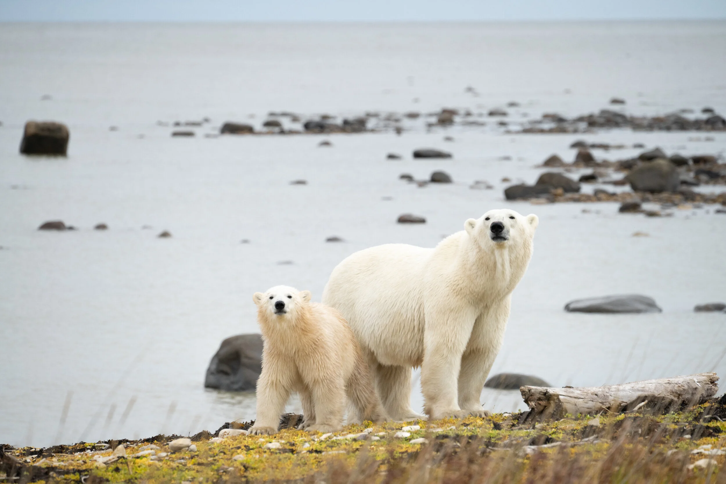 Polar Bear and Cub Feeding on Beluga Carcass