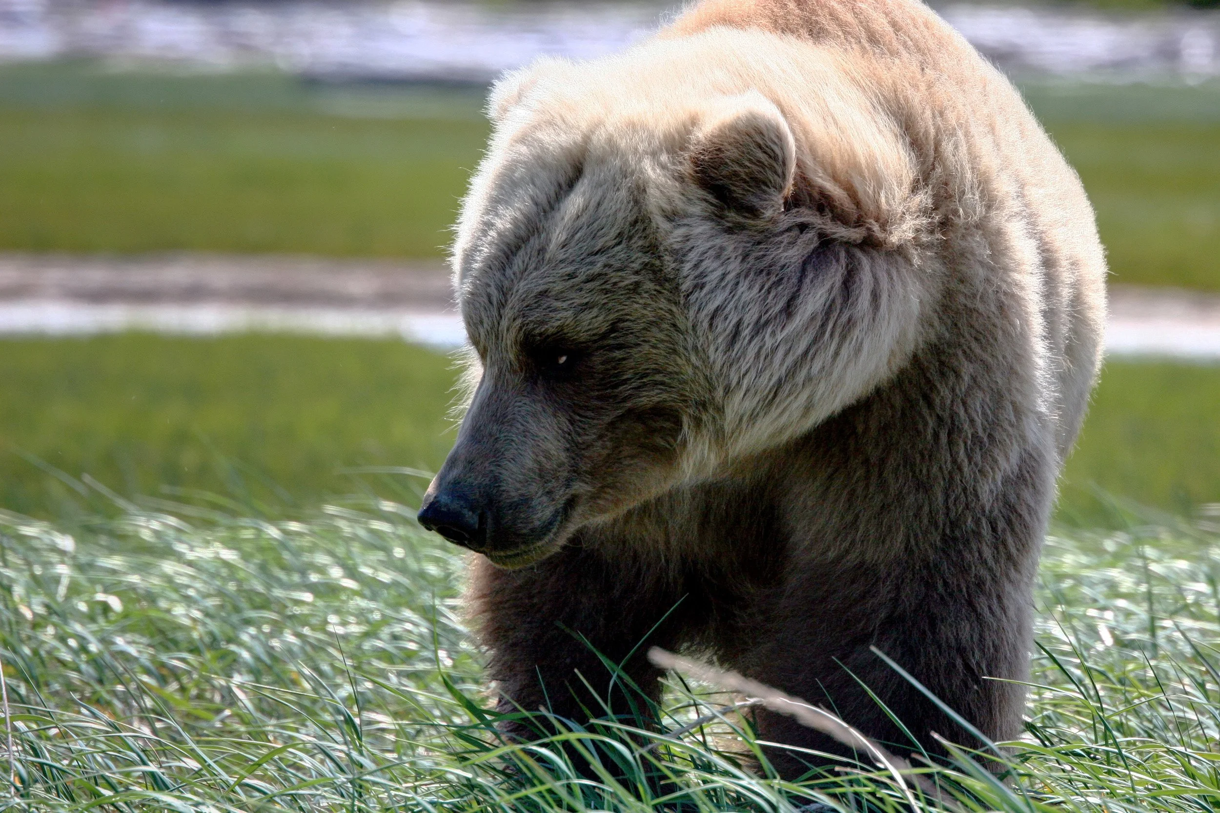 06C- Katmai Grizzly Bears.jpg