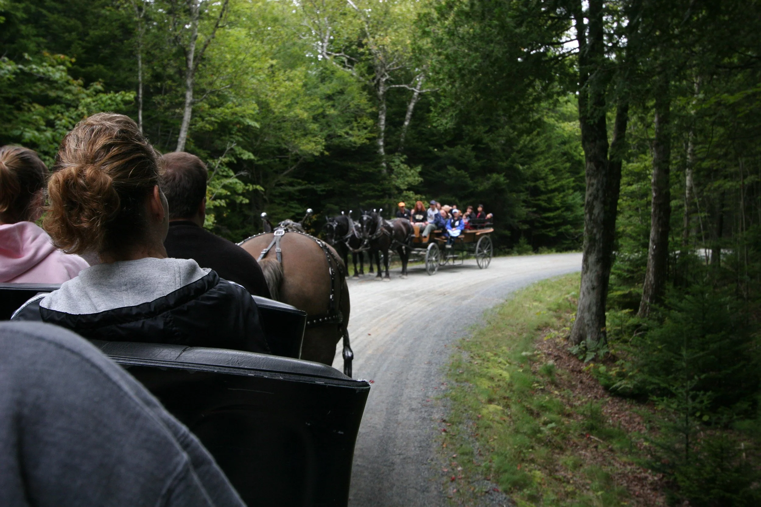 People riding in a horse-drawn carriage along a forested road.