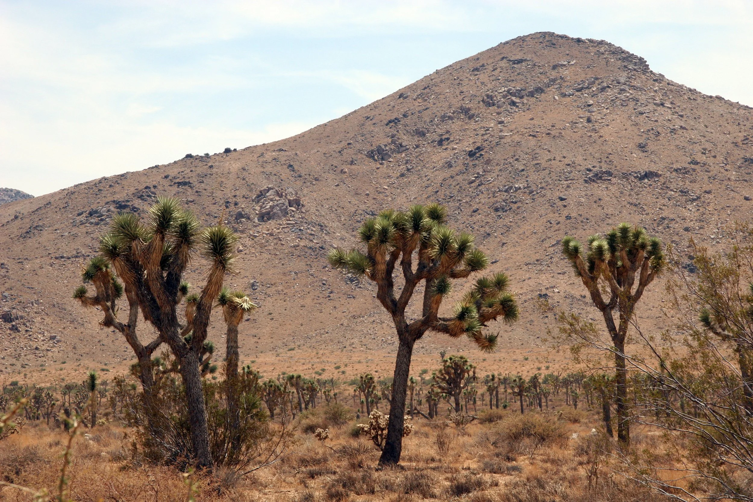 Joshua Tree National Park 03.JPG