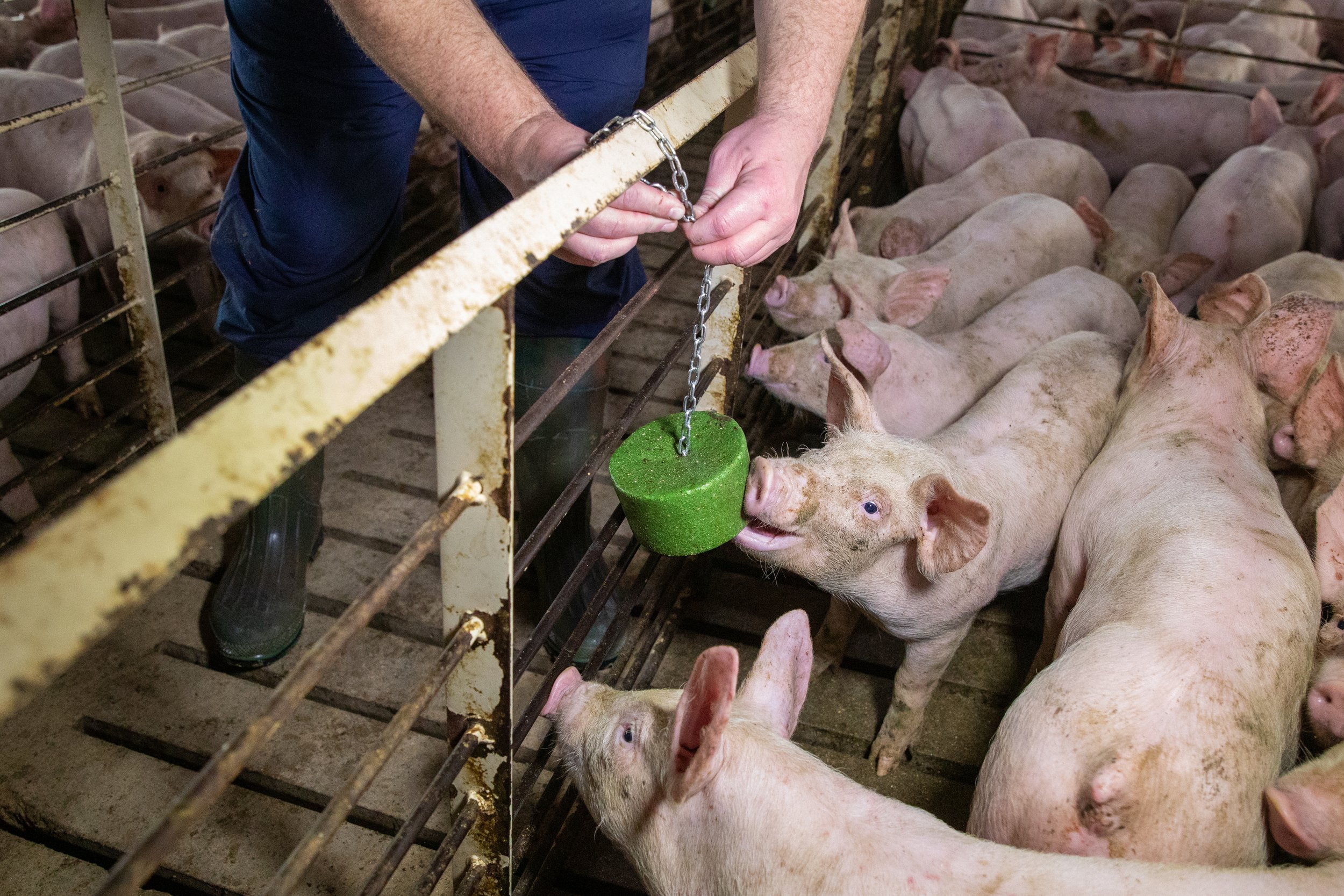 farmer ttaching a Kalm-TX tail bite block to a pen in a nursery barn, providing enrichment and reducing aggression in pigs.