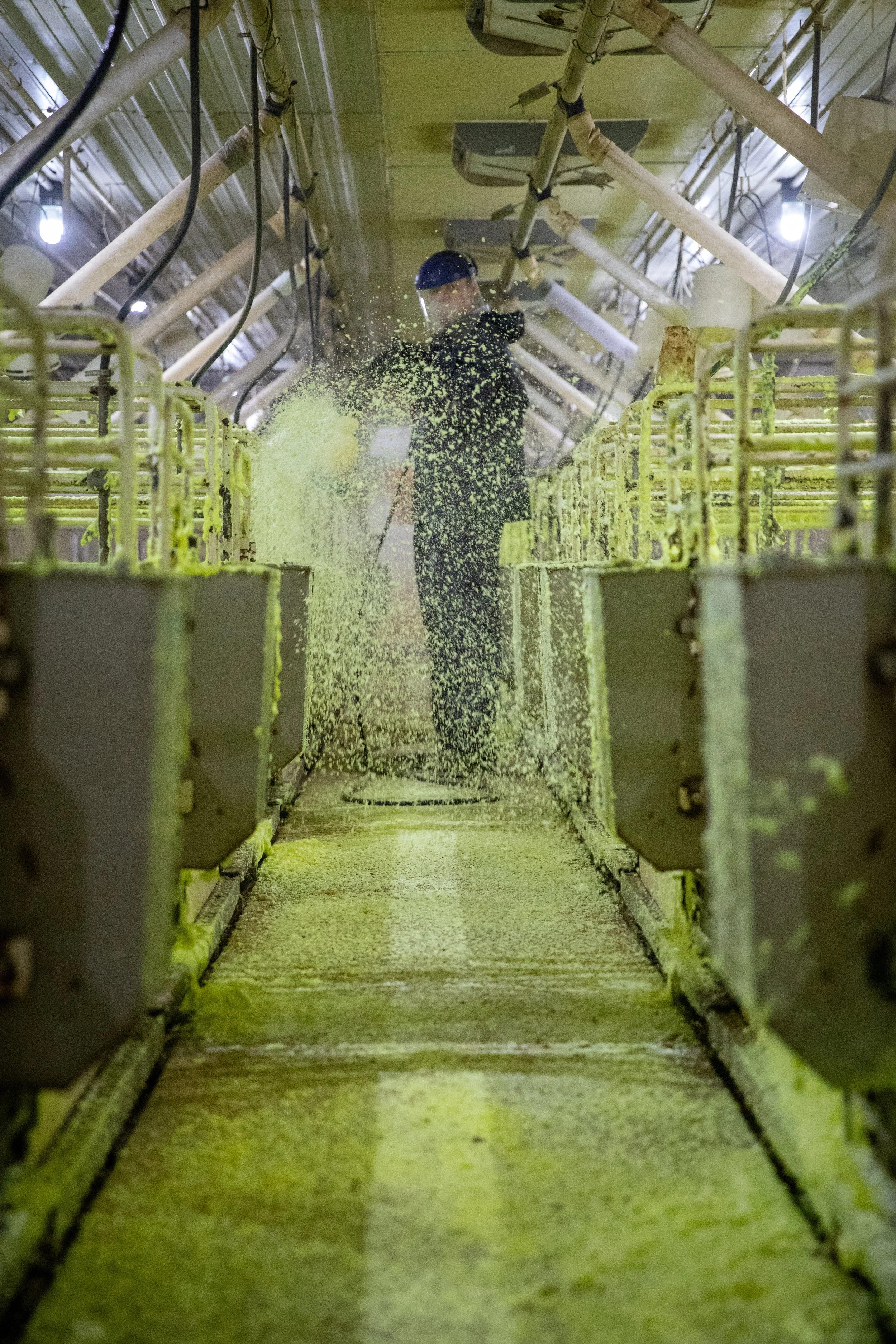 farmer applying bright yellow VisiFoam degreaser in a sow farm using a foam cannon, ensuring complete surface coverage.