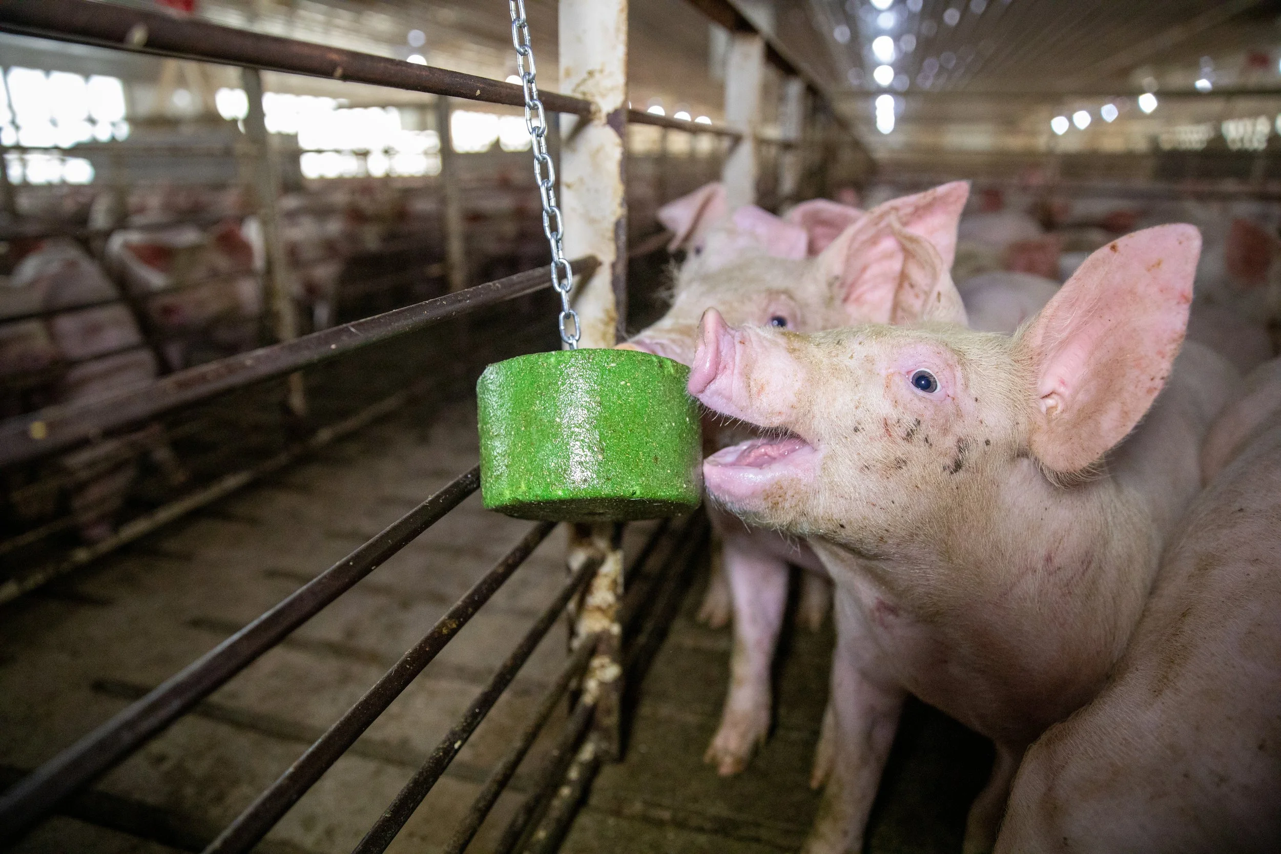 Nursery pigs licking and interacting with a hanging Kalm-TX tail bite block, reducing stress and encouraging enrichment.