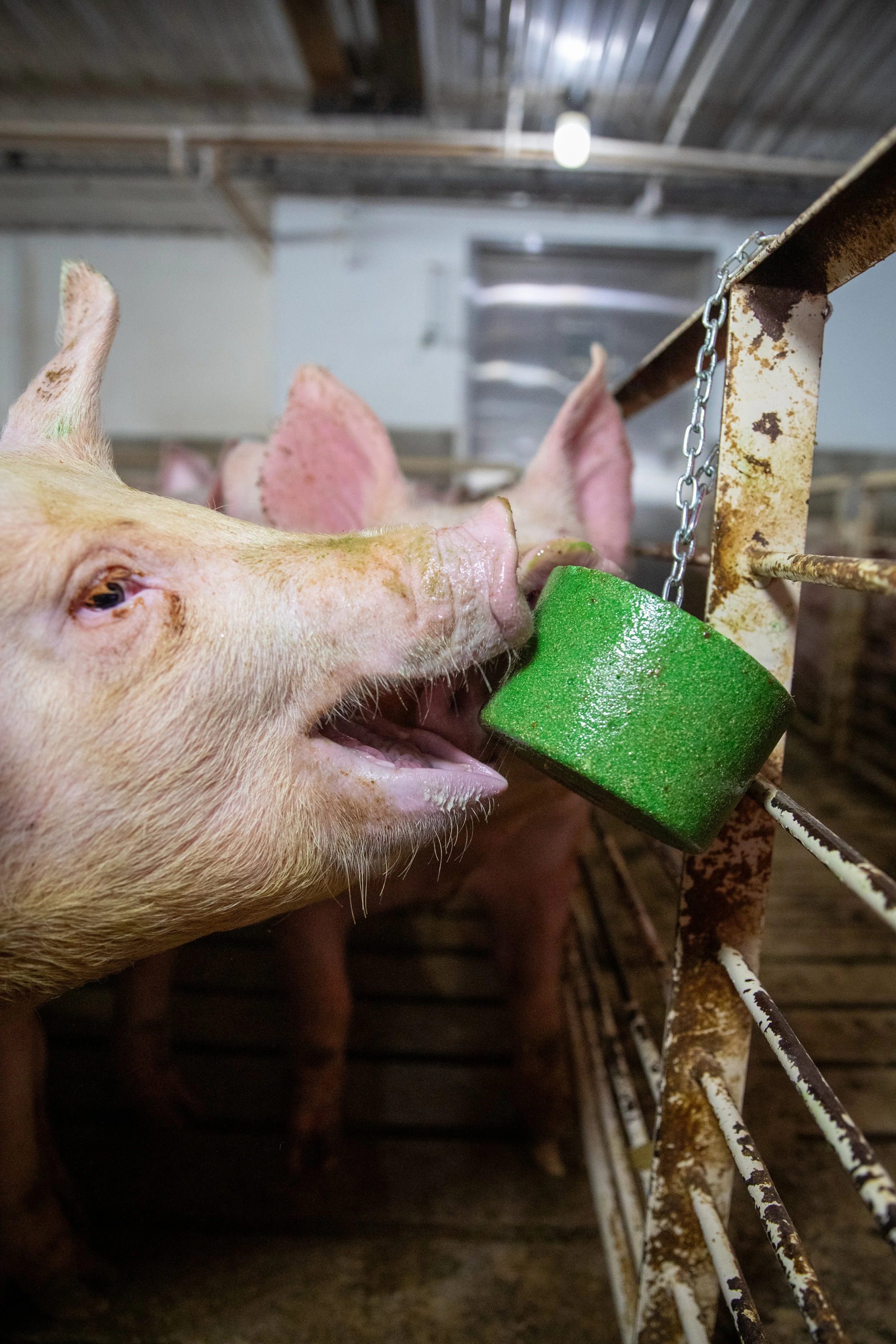 Finisher pig licking a Kalm-TX block attached to a pen gate, demonstrating its effectiveness in reducing stress and promoting natural behaviors.