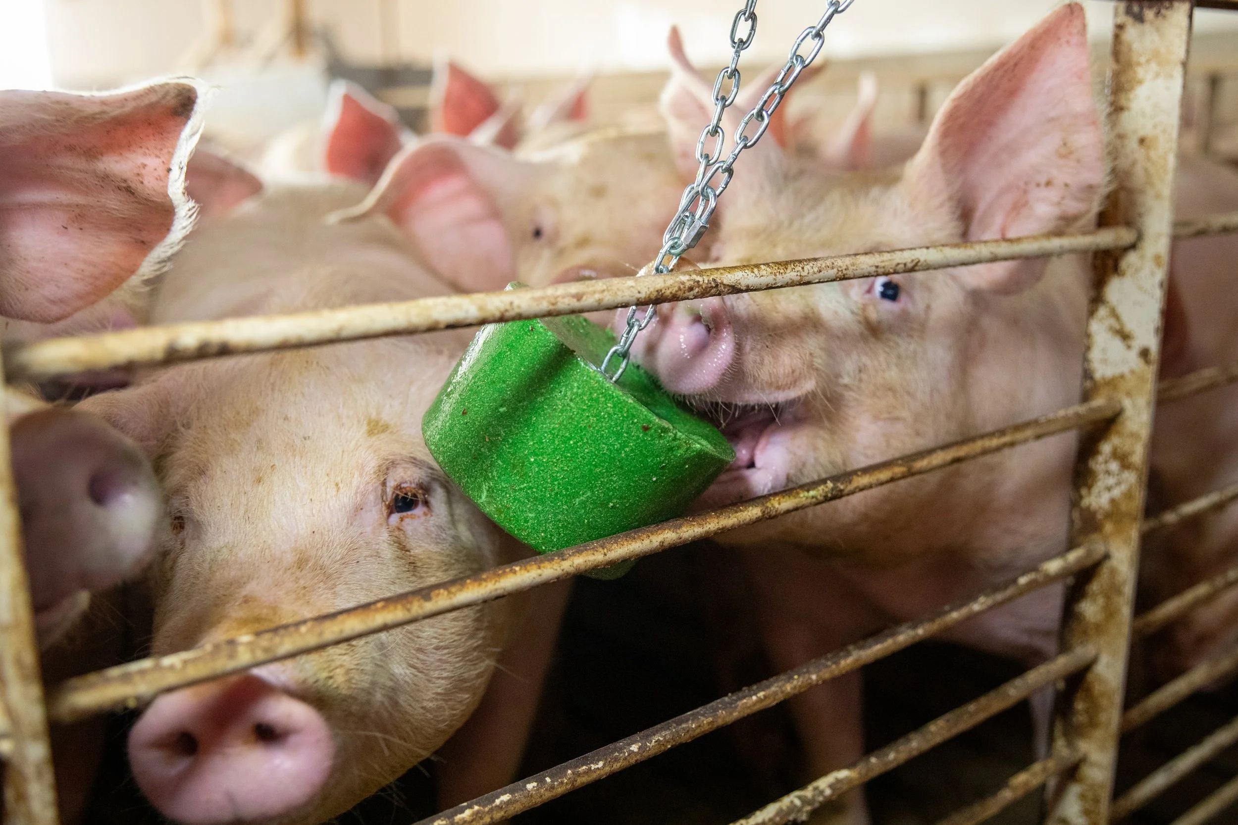 Close-up of nursery pigs licking a Kalm-TX block suspended by an adjustable chain, promoting welfare and reducing aggression.