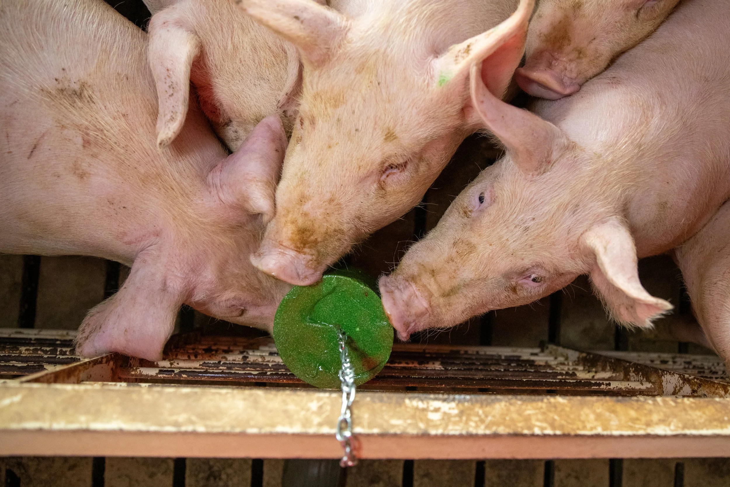 Nursery pigs engaging with a Kalm-TX block attached to a gate, demonstrating its calming effect and role in vice suppression.